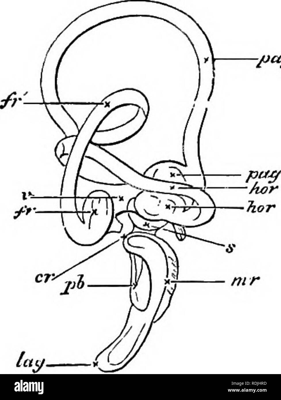 Blank ear diagram to label