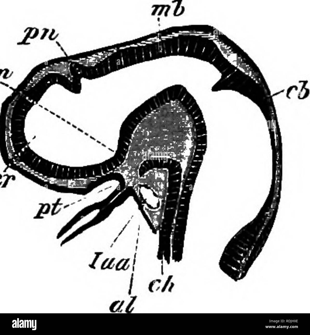 . The elements of embryology . Embryology. VI.] THE PITUITAEY BODY. 119 ...
