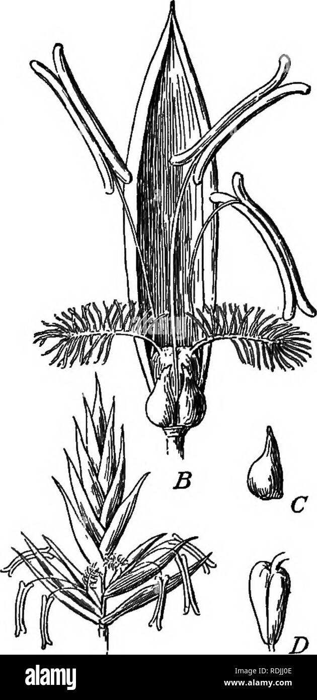 . Foundations of botany. Botany; Botany. Fia. 2. —Diagram of Inflorescence of a Grass. g, sterile glumes ; P^, a flowering glume; Pj, a scaly bract (palea); e, transparent scales (lodicules) at the base of tbe flower; S, the flower. Fig. 3.—]rescae.grass (Festuea pratenaia). A, spikelet (compare Fig. 2); B, a flower, the lodicules in front and the palea behind; C, a lodicule; D, ovary.. Please note that these images are extracted from scanned page images that may have been digitally enhanced for readability - coloration and appearance of these illustrations may not perfectly resemble the origi Stock Photo