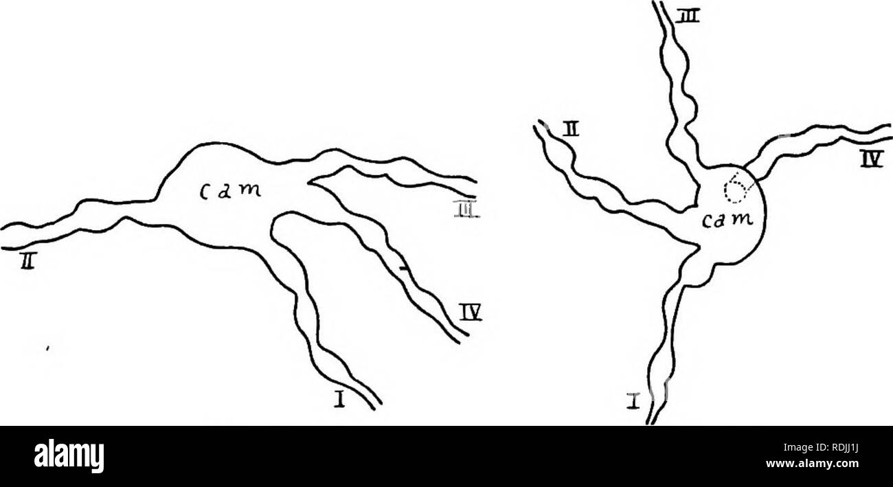 The Biology Of Twins Mammals Twins Twinning In Dasypus Novemcinctus 65 To One Large 0056