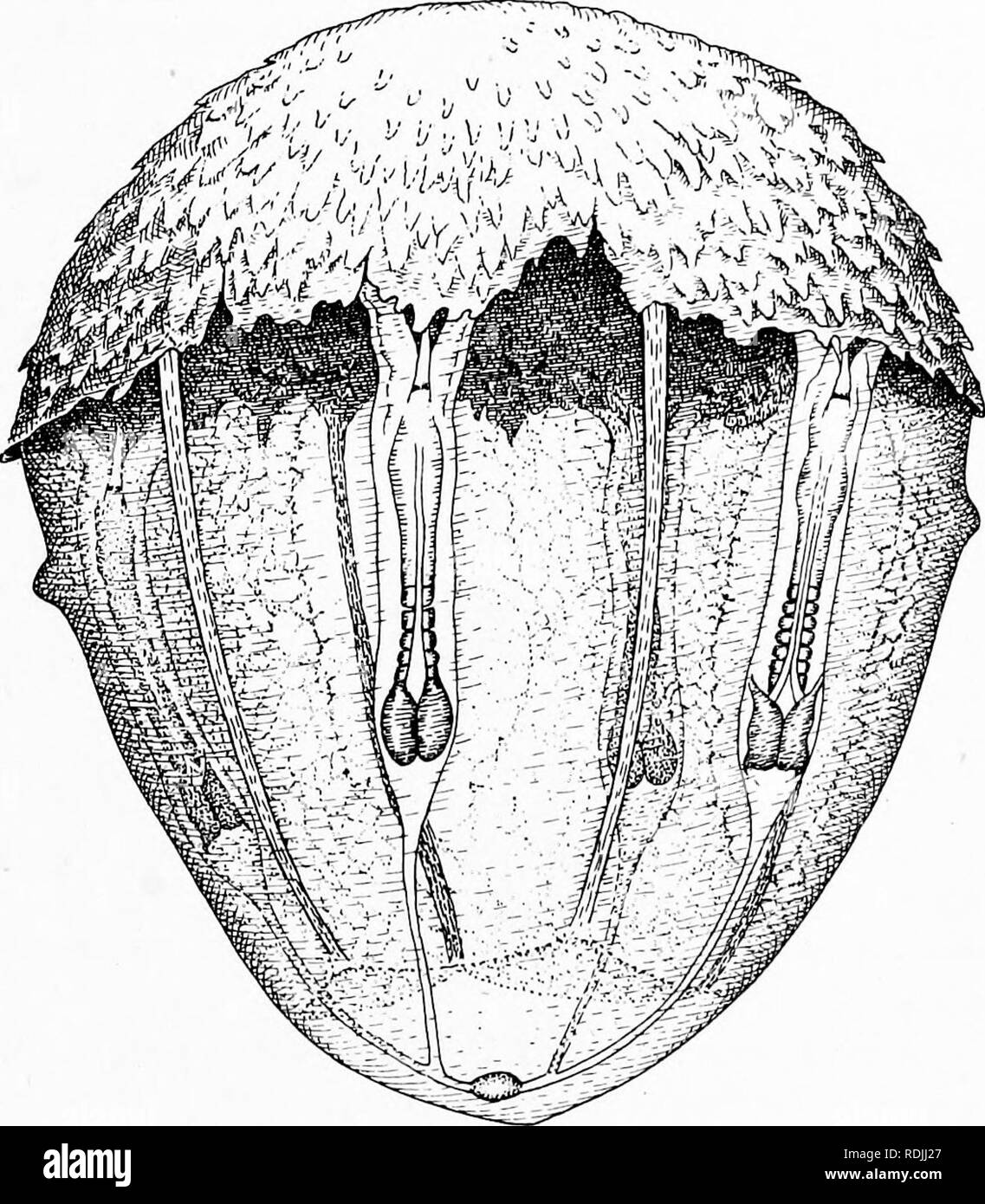 . The biology of twins (mammals) . Twins. TWINNING IN DASYPUS NOVEMCINCTUS 57 Vitelline blood vessels, arranged somewhat as in the area pellucida and area opaqua of the avian egg, are. Fig. i8.—Armadillo egg showing that the primary embryos (II and IV) are in advance of the secondary embryos (I and III). The primary placenta as Trager is becoming displaced by the secondary true placenta, which is covered with villi, or short finger-like processes (see stage X). (Redrawn from Newman and Patterson.) very characteristic features of this stage; no blood is found in this vitelline area and no vitel Stock Photo