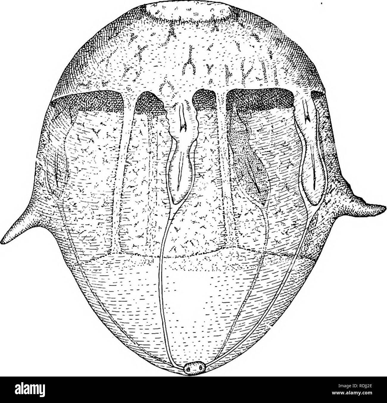 . The biology of twins (mammals) . Twins. 54 THE BIOLOGY OF TWINS top and the common amnion at the bottom of the figure. This arrangement, doubtless, looks upside down to one famihar with previous accounts of the embryology of. Fig. 17.—^Armadillo egg with quadruplet embryos attached to primitive placenta, which is a bowl-shaped area at top of figure. Note the connecting canals running downward to the original common point of origin, which is now occupied by the small common amnion. (See stage IX.) (Redrawn from Newman and Patterson.) Dasypus, but the reversal of axis is an important feature o Stock Photo