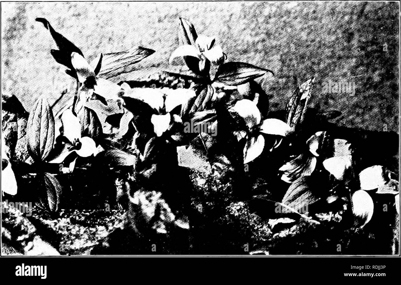 Trillium plant flower roots hi-res stock photography and images - Alamy