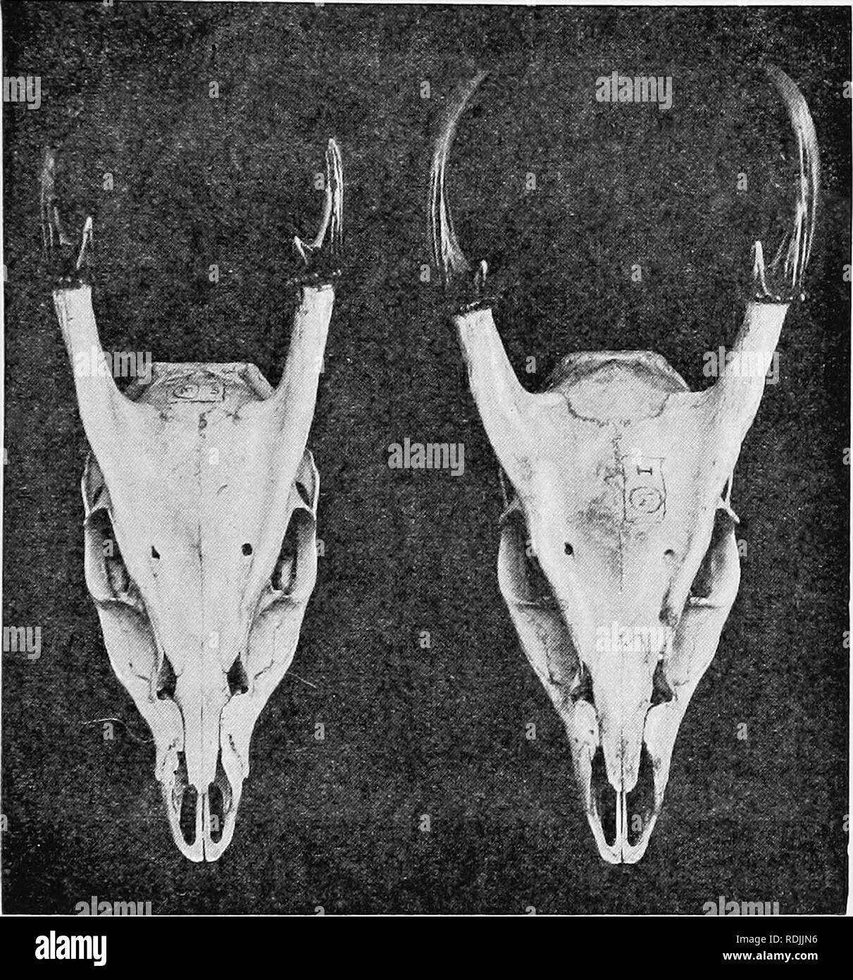 . Catalogue of the ungulate mammals in the British Museum (Natural History). Ungulates. CERVIDiE 29 1)1. 1. 7. 1. Skull and skin, young. Amoy, China; collected by E. Swinlioe, Esq. The first molar is not yet ii use. Piirchased, 1861. 72. 9. 3. 2. Skull and skin, fenaale, in spotted coat. Ningpo; same collector. Furchased, 1872.. A B Pig. 5.—Skull and Antlebs of Ebbves's Muntjac (Muntiacusreevesi), A, and Beidgeman's Muntjao (M. sinensis], B. From Lydekker, Proc. Zool. Soc. 1910. 72. 9. 3. 8. Skeleton, subadult. Same locality and collector. Same history. 1524, a. Skeleton. Menagerie specimen. P Stock Photo