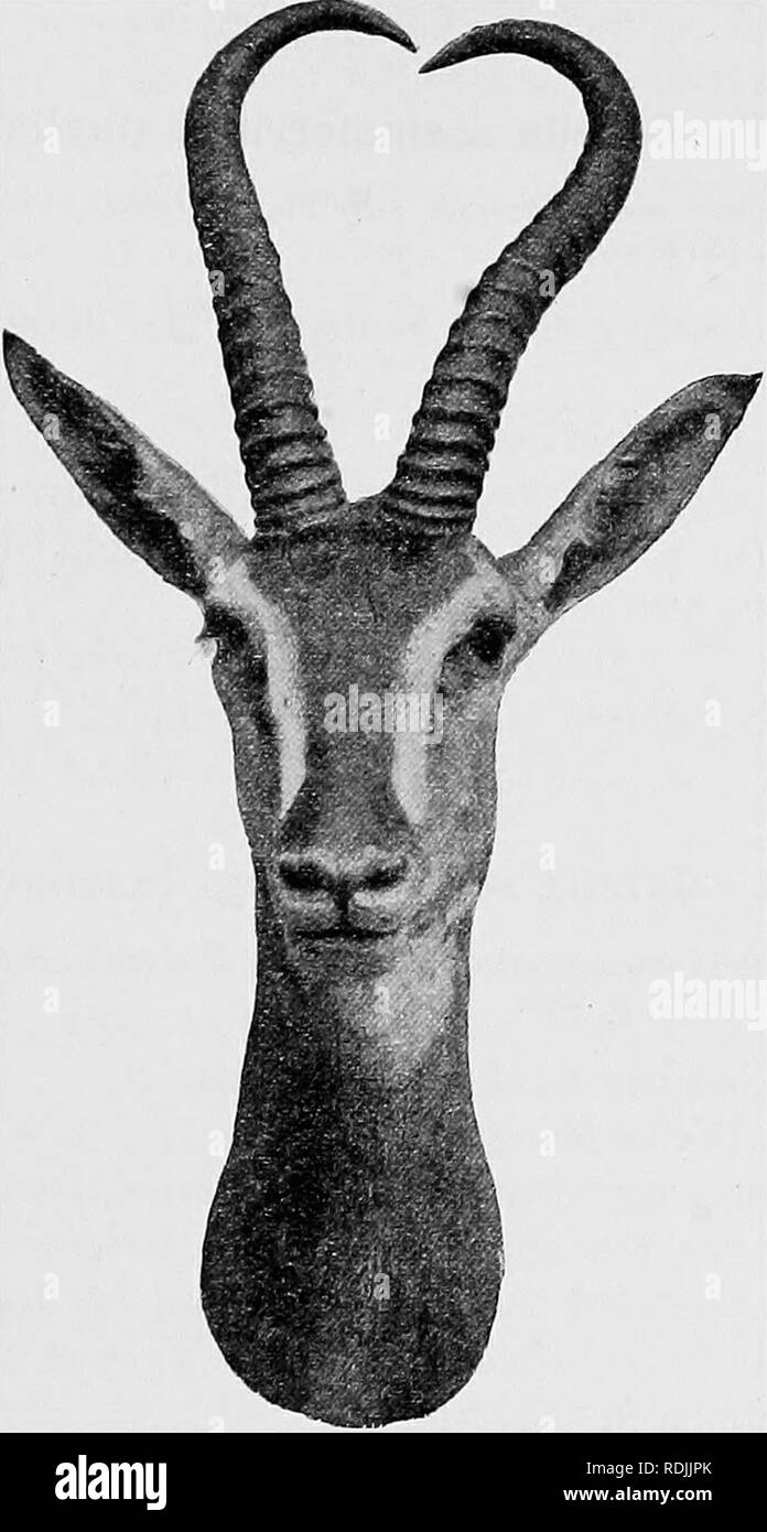 . Catalogue of the ungulate mammals in the British Museum (Natural History). Ungulates. ANTILOPIN^ 99 98. 2. 12. 1. Sea littoral. Skull, witli horns, and skin. Suakin, Eed Presented ly Major W. S. Sparkes, 1898.. Pig. 19.—Head op Soemmebbing's Gazelle (Oazella soemmerringi). B.—Gazella soemmerring-i erlangeri. Gazella (Nanger) soemmerringi erlangeri, Matschie, Sitzher. Ges. nat. Freunde, 1912, p. 263. Typical locality Hawash Valley, Abyssinia. Type in Berlin Museum. Closely allied to last, but stated to differ by darker and purer isabella-colour, the presence of a deep blackish brown H 2. Plea Stock Photo