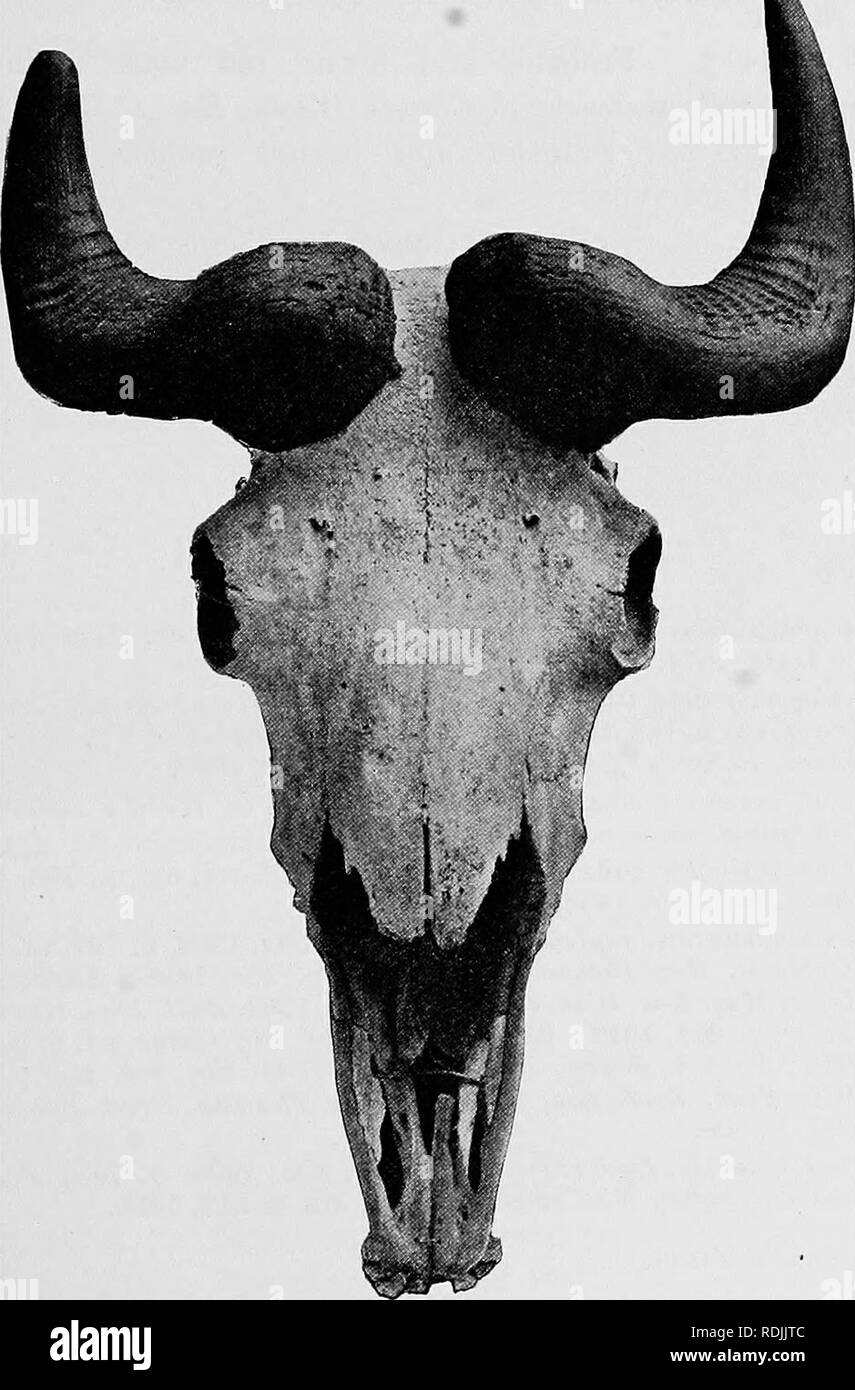 . Catalogue of the ungulate mammals in the British Museum (Natural History). Ungulates. RUPICAPRIN.E 213 12. 10. ol. 44. Immature frontlet and horns. Mishmi Hills; collected by Mr. Needham. This specimen was regarded as a female by Hume, who, in the paper cited above, expressed the opinion that the horns of female takin differ essentially in form from those of males. Same history. 5. 11. 13. 1. Skull, with horns. Mishmi Hills. Presented hj N. Williamson. Esq., 1905. Budorcas taxicolor whitei.. Pig. 52.—Skull and Hobns op Bhutan Takin [Budorcas taxicolor tvhitei). Proc. Zool. Soc. 190S.. Please Stock Photo