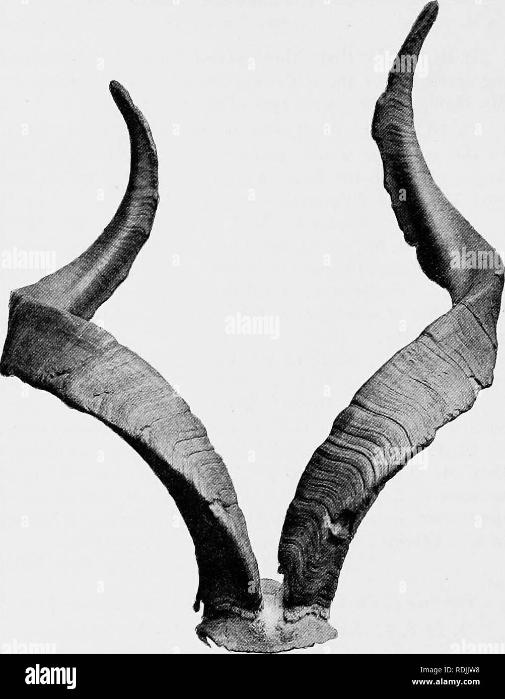 Mammals of baluchistan hires stock photography and images Alamy