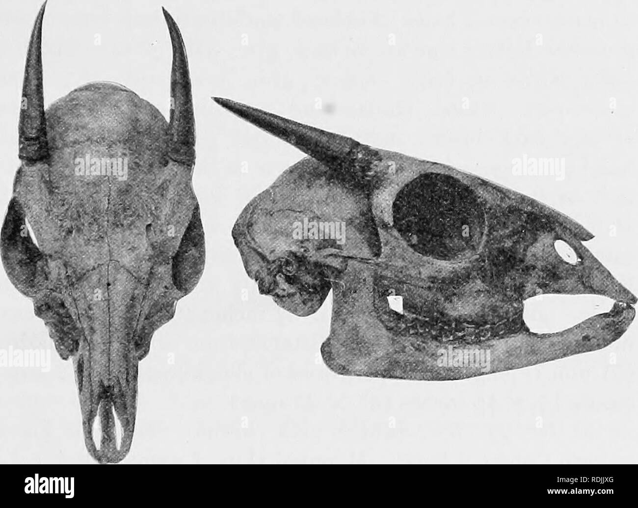 Neotragus hires stock photography and images Alamy