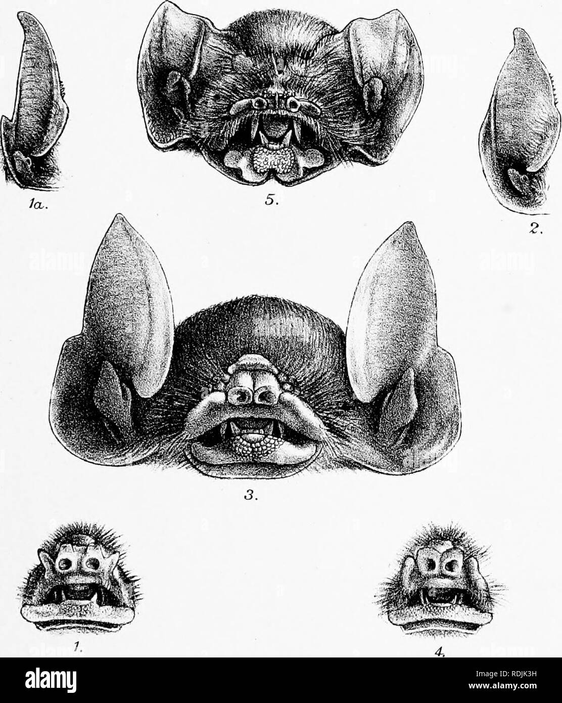 . Catalogue of the Chiroptera in the collection of the British Museum. Bats. R.lfinteam.del.etlith. ,  MmternBros imp. / Ckilorv/cteru9 Truj^cleayd. 2. CJv. pstlotis. 3. Ch.. rtihigirwscL. ^ Ch.dxuryi. 5. Morrrwps JnegaZoph/Uec. 6.M. blcdrvviUzi.. Please note that these images are extracted from scanned page images that may have been digitally enhanced for readability - coloration and appearance of these illustrations may not perfectly resemble the original work.. British Museum (Natural History). Dept. of Zoology; Dobson, George Edward, 1848-1895. London, Printed by order of the Trustees Stock Photo