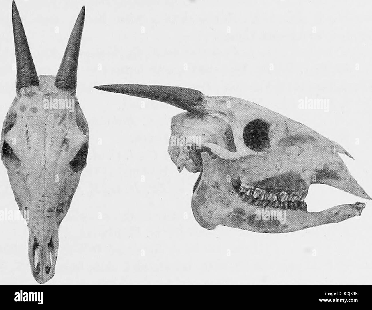 . Catalogue of the ungulate mammals in the British Museum (Natural History). Ungulates. CEPIIALOPHINiE 65 specimens grow to 6^ inches in length, rehxtively large, divergent, slender, evenly tapering, and somewhat roughened at base. Skull relatively slight, slender, and long, with median palatal notch in advance of lateral ones; basal length lOj, maximum width 4|-, interval between muzzle and orbit 6^ inches. The range extends from the west coast through the forest-zone to N. E. Ehodesia. The characters given by their describers as respectively distinctive of the N. E. Ehodesian. Pig. 10.—Front Stock Photo