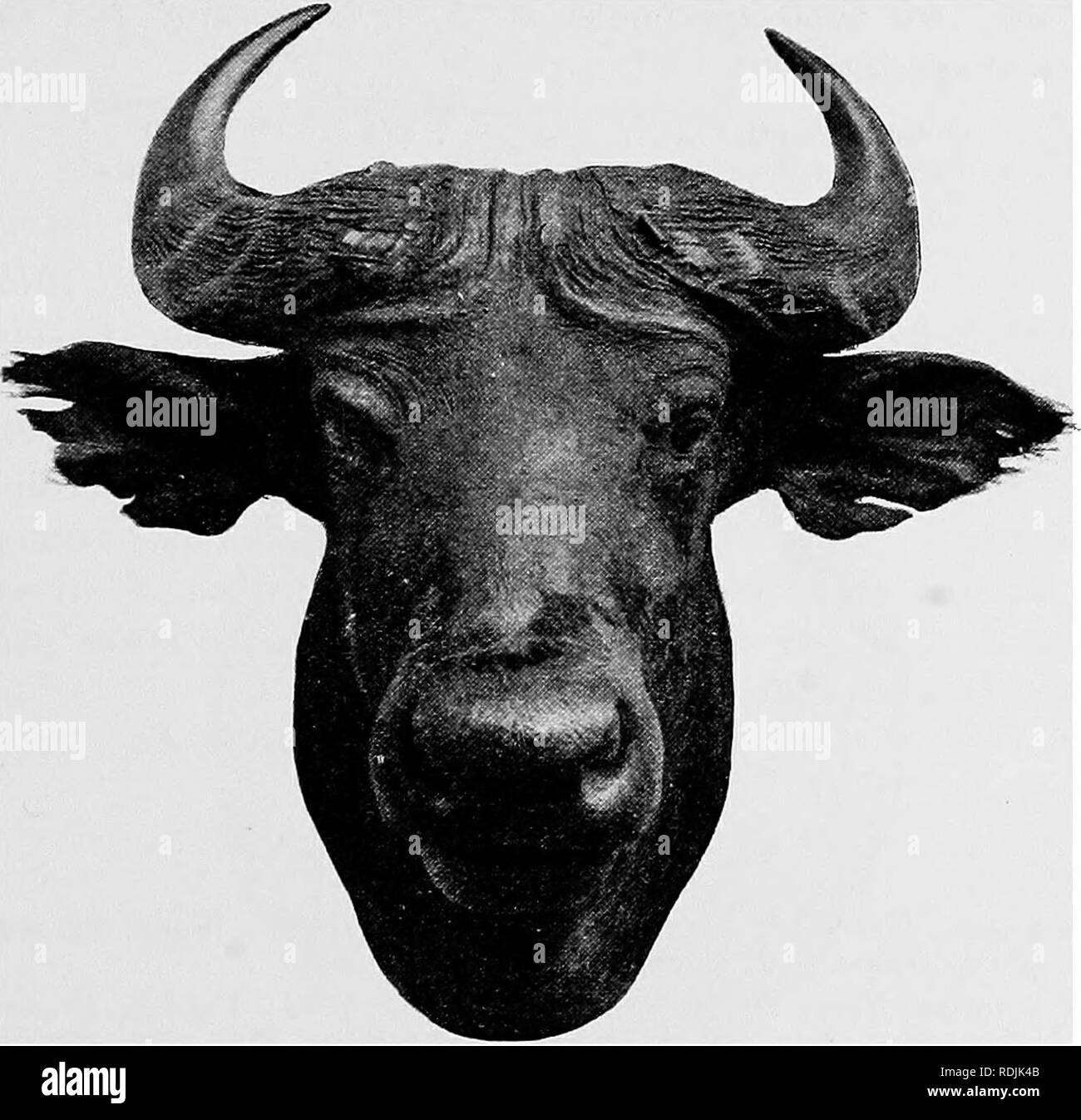 . Catalogue of the ungulate mammals in the British Museum (Natural History). Ungulates. BOVIN.E 67 11. 6. 10. 115. Skull, with horns, and skin. Upper Gambia. Same history. 46. 10. 16. 1. Skeleton, female. Gambia; collected by Whitfield. Skull exhibited. Presented hy the Earl of Derby, 1846. R.—Bos eaffer hunti. Bos (Bubalus) eaffer hunti, Lydehher, Proc. Zool. Soo. 1913, p. 240. Typical locality Southern Nigeria. Size smaller than in preceding race, with which this agrees in general colour, but with no orange-tawny band on throat. Fig. 19.—Head of S. Nigebian Buffalo {Bos eaffer hunti). Proc.  Stock Photo