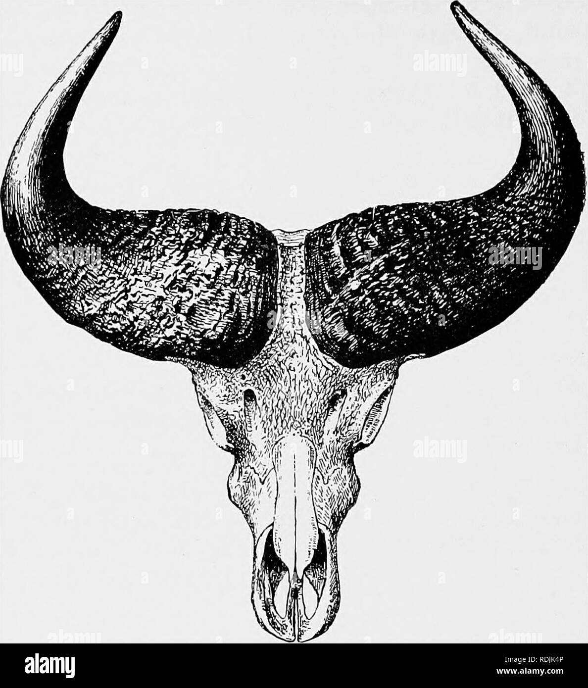 Catalogue Of The Ungulate Mammals In The British Museum Natural History Ungulates 60 Catalogue Of Ungulates Pig 17 Skull And Hoens Op Kivu Buffalo Bos Caffer Mathewsi From Thomas Proc Zool Soc