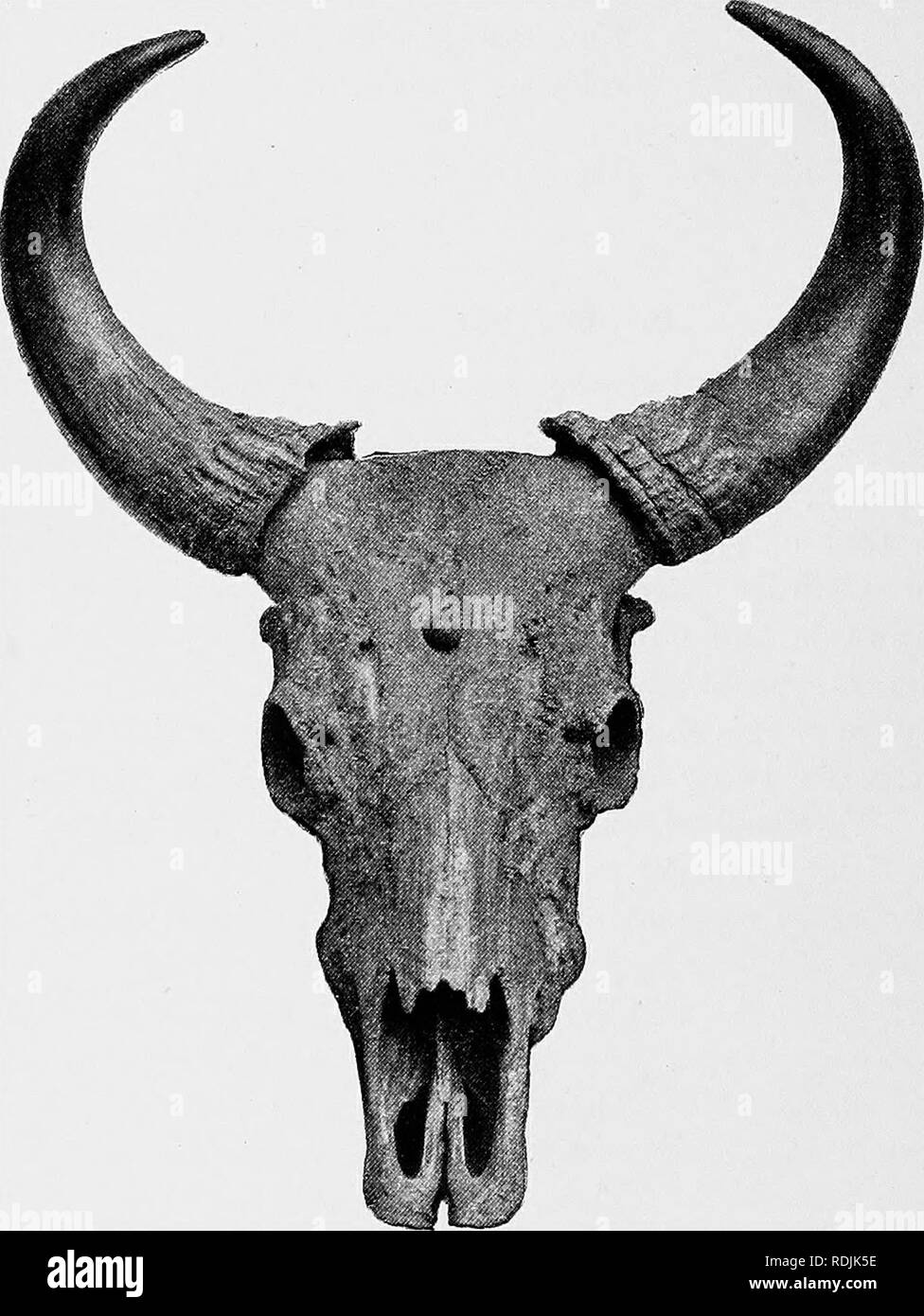 . Catalogue of the ungulate mammals in the British Museum (Natural History). Ungulates. 26 CATALOQUE OF UNGULATES 79. 3. 5. 14. A pair of horns. Sarawak, N&quot;. Borneo. Fur chased,^87 9. 86. 12. 2. 7. ) Two pairs of horns. Eejang Valley. 87. 2. 10. 8. ) Presented hy H. B. Low, Esq., 1886-7. Fig. 12.—Skull akd Hoehs of Bobnean Baktih&quot; (Bos banteng lowi). 87. 2. 10. 9. Immature frontlet, with one horn. Eejang Valley. Savie history. 0. 3. 30. 8. Fore part of skull and horns of female. Baram, Sarawak. Presented hy Dr. G. Hose, 1900. The dimensions, in inches, of the specimens represented in Stock Photo