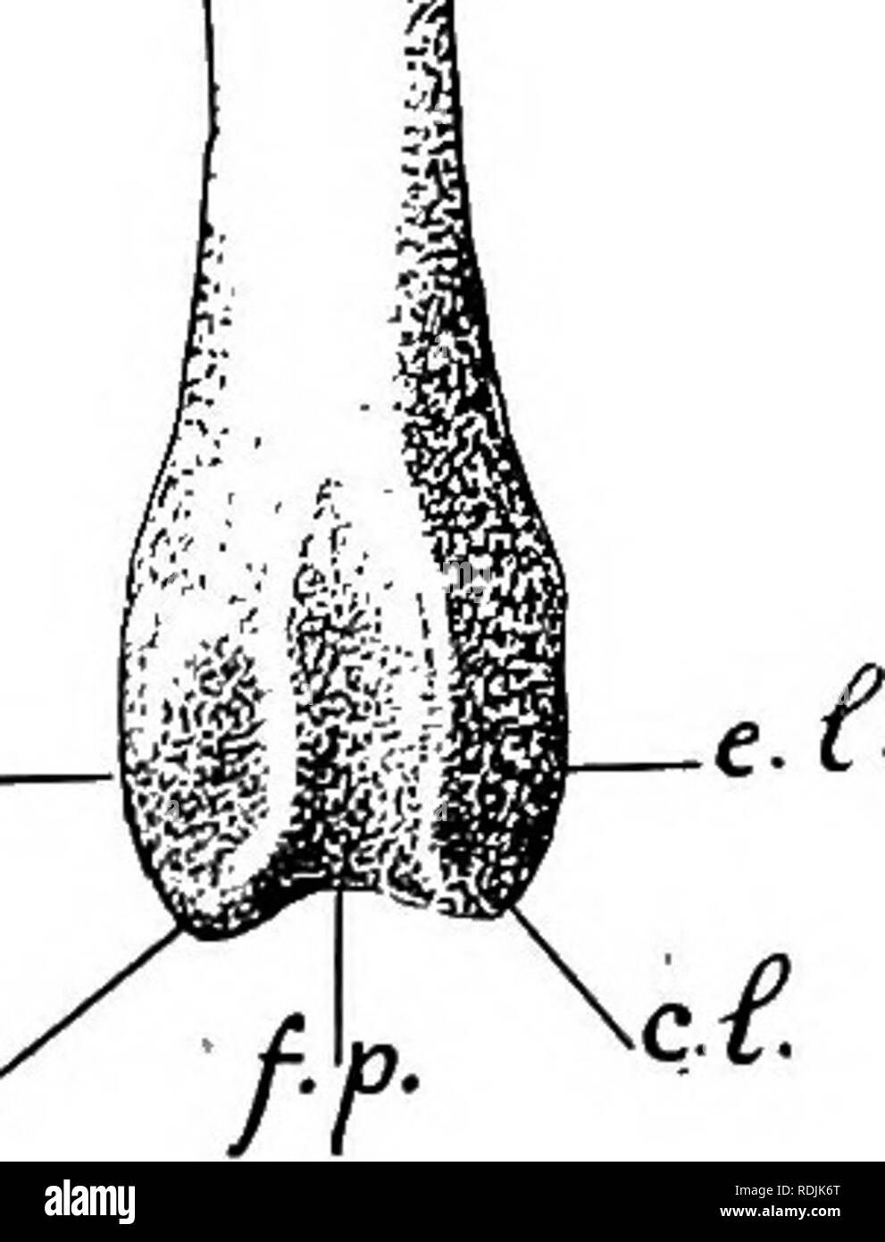 Tuberculum pubis hires stock photography and images Alamy