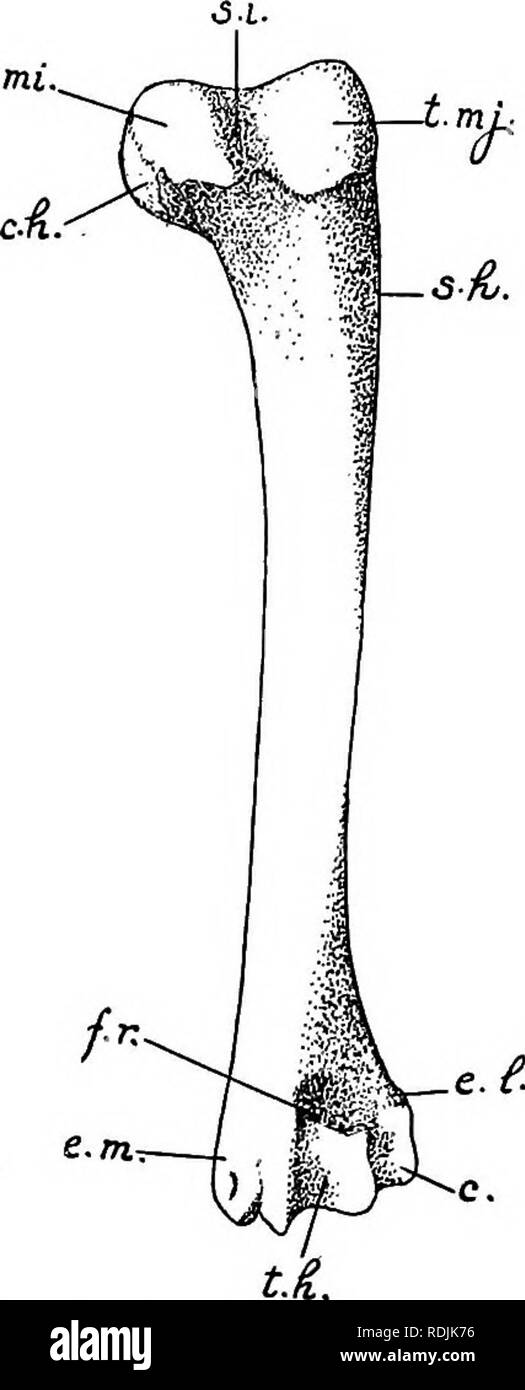 Practical Anatomy Of The Rabbit An Elementary Laboratory Textbook In Mammalian Anatomy Rabbits Anatomy Comparative The Skeleton Of The Anterior Limb I6i T Mi Slender Portion The So Called Neck Of