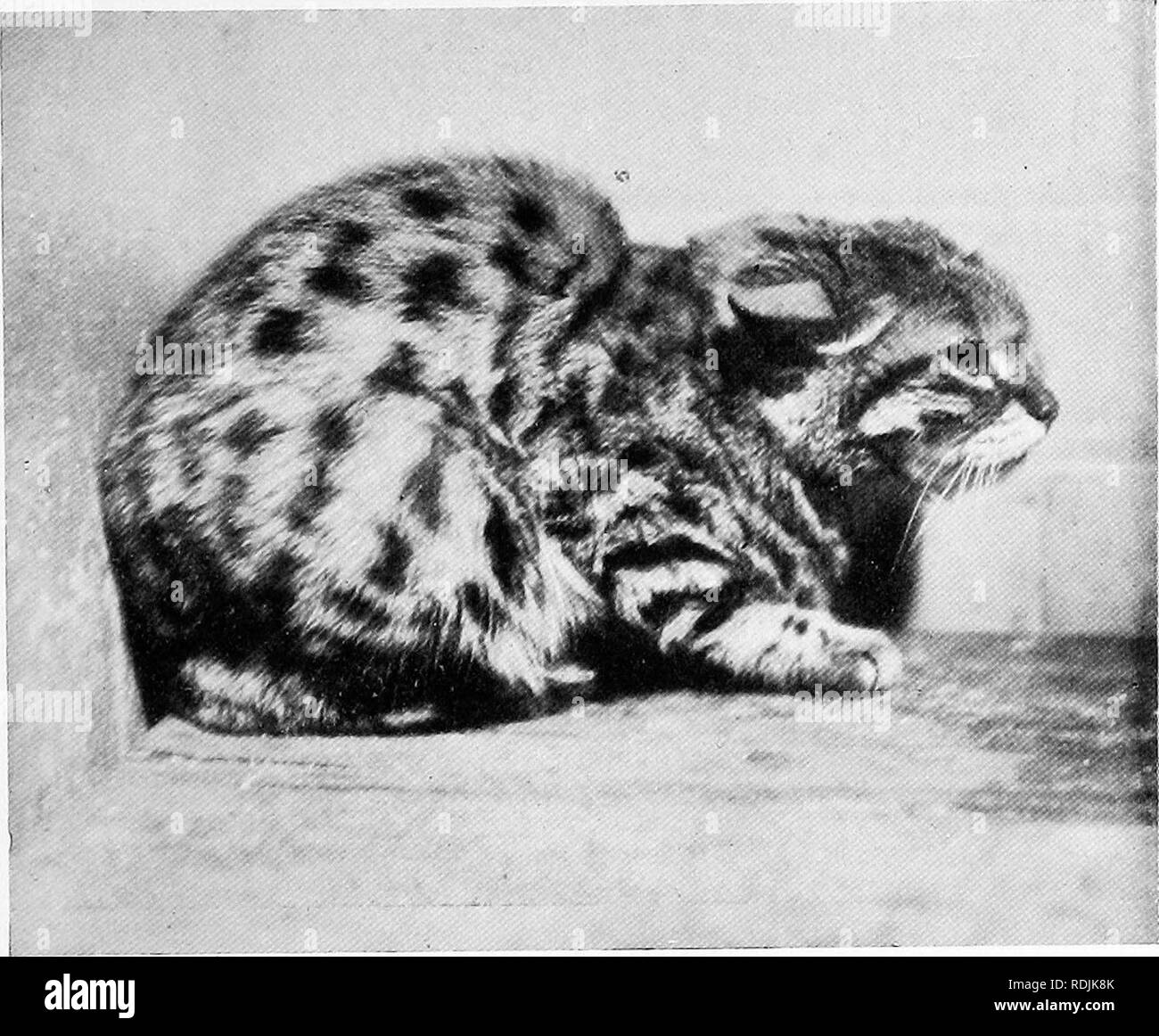 . The book of the animal kingdom. Mammals. Mammals. FIG. 242. BLACK-FOOTED CAT. Please note that these images are extracted from scanned page images that may have been digitally enhanced for readability - coloration and appearance of these illustrations may not perfectly resemble the original work.. Westell, William Percival. London, J. M. Dent; New York, E. P. Dutton Stock Photo