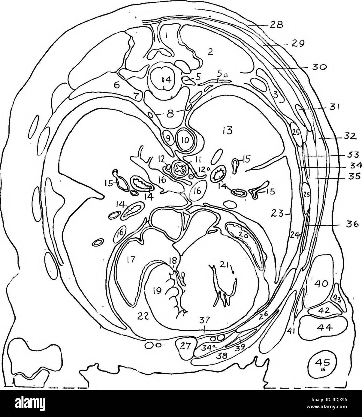 . Practical anatomy of the rabbit : an elementary laboratory textbook in mammalian anatomy . Rabbits; Anatomy, Comparative. DESIGNATIONS FOR PLATE VII. 1. Semispinalisddrsi. 2. Longissimus dorsi. 3. Iliocostalis. 4. Spinal cord.' 5. Ganglion of posterior root and intercostal nerve. 6. Tubercle of rib. 7. Head of rib. 8. Sympathetic trunks. , 9. Azygos vein. 10. Thoracic aorta. 11. Oesophagus. 24. Costal pleura. 25. Bone ribs. 26. Costal cartilage. 27. Sternum. 28. Cutaneus maximus muscle. 29. Inferior portion of trapezius. 30. Rhomboideus major. 31. Inferior angle of scapula. 32. Latissimus do Stock Photo