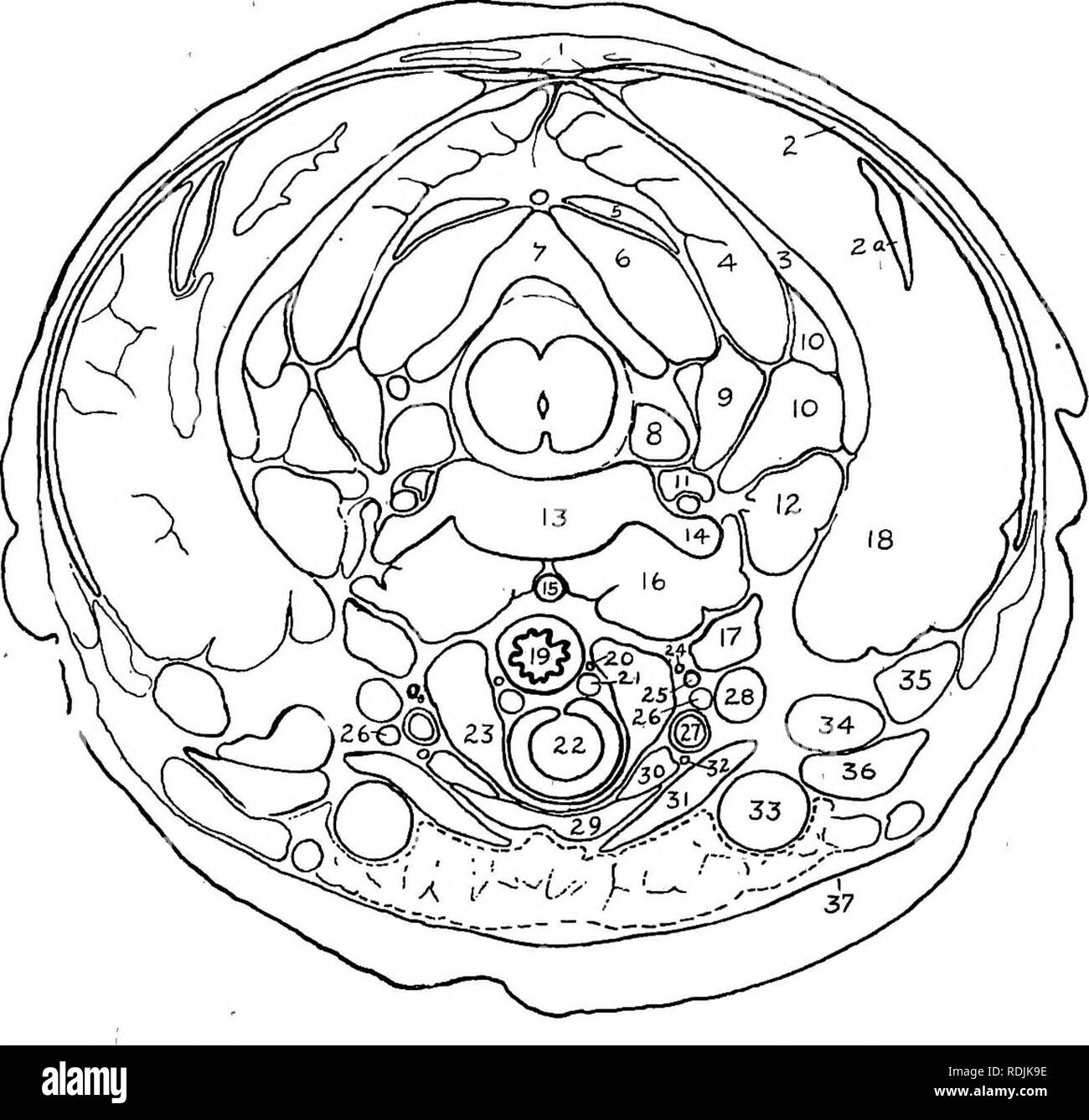 . Practical anatomy of the rabbit : an elementary laboratory textbook ...