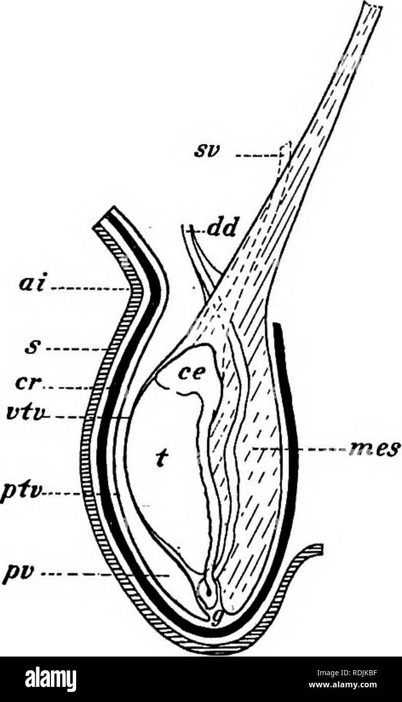 Practical anatomy of the rabbit : an elementary laboratory textbook in  mammalian anatomy . Rabbits; Anatomy, Comparative. 100 Anatomy of the  Rabbit. digestive tube, and is therefore considered as divided into