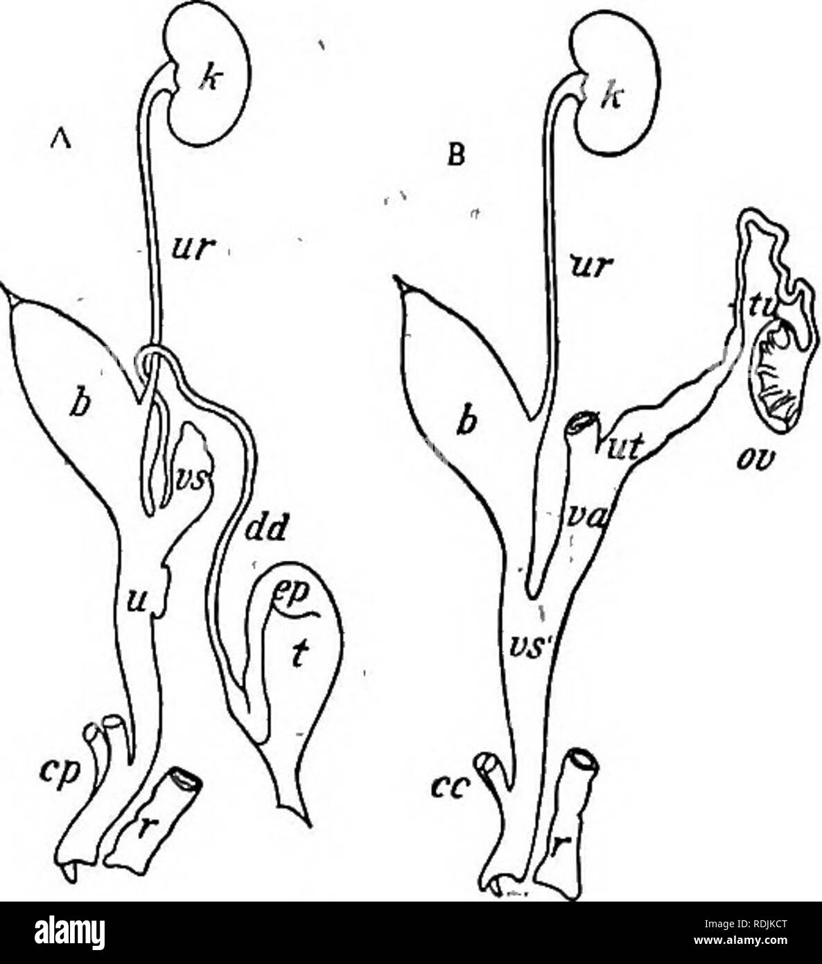 . Practical anatomy of the rabbit : an elementary laboratory textbook in mammalian anatomy . Rabbits; Anatomy, Comparative. The Lymphatic System 91 may be. seen by ocdinary dissection, the structures which appear in this way in being the lymph.glands, or lymph nodes, centres of cell formation, occuring in the course of the conducting vessels. These as superficial structures are found either singly, as in the head and neck, or more or less grouped, as in the axillary and inguinal spaces. As deep structures they are conspicuous in the intestinal mesen- teries, and in the walls of the digestive t Stock Photo