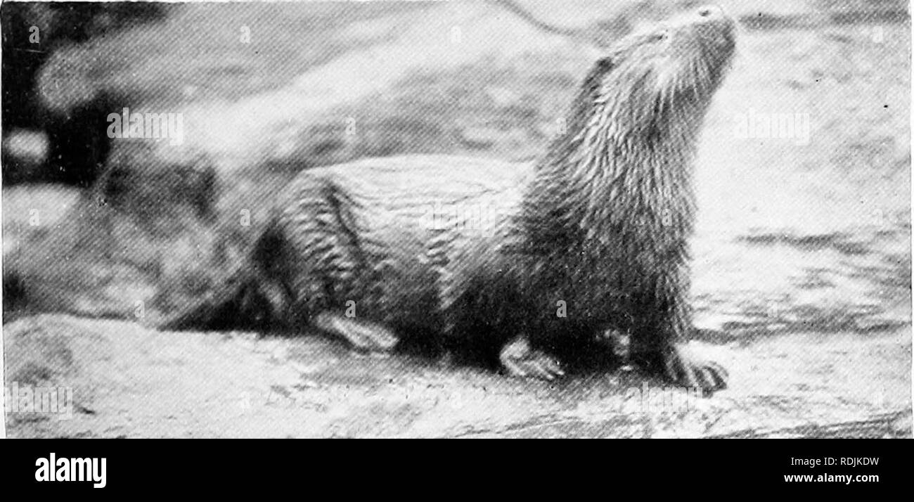 . The book of the animal kingdom. Mammals. Mammals. FIG. 216. CANADIAN BEAVER. afe»^»'' &quot;il- FIG. 217. COMMON OTTER. Please note that these images are extracted from scanned page images that may have been digitally enhanced for readability - coloration and appearance of these illustrations may not perfectly resemble the original work.. Westell, William Percival. London, J. M. Dent; New York, E. P. Dutton Stock Photo