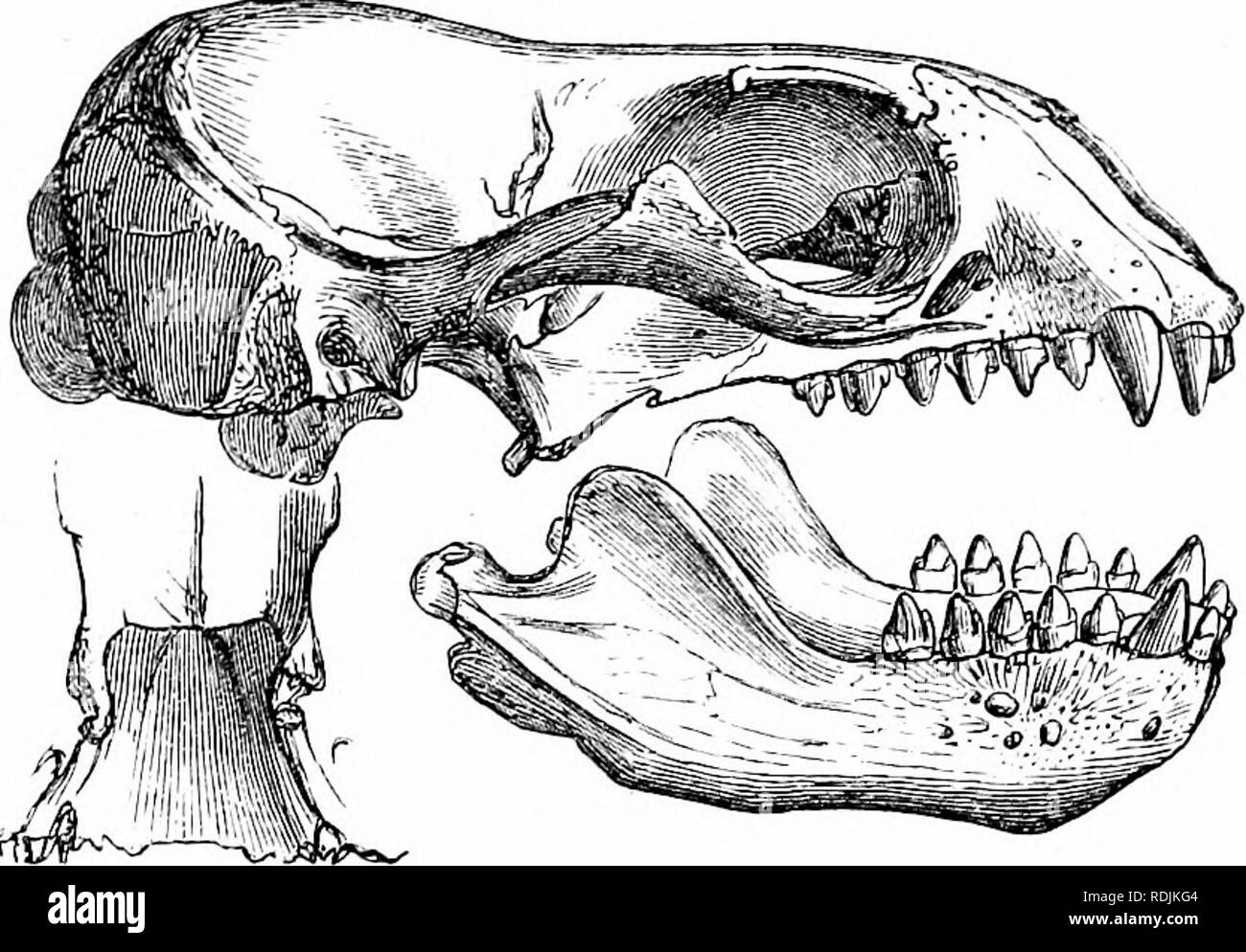 . Hand-list of seals, morses, sea-lions, and sea-bears in the British museum. Seals (Animals); Walrus. SEA-IIONS, AND SEA-BEAES. 23 well developed. Six grinders well behind, and the fifth partly behind, the front edge of the zygomatic arch. The large upper and lower canines are being cut. The front of the lower jaw broad, rounded. (Fig. 14.) Otaria leonina, Gray, Cat. Seals, 1850, p. 46, fig. 16: Cat. Seals 8c Whales, 1866, p. 68, fig. 18. ' r &gt; 5 ' ^ Peru {Bridrjes). 47. 4. 20. 13. FifT. 14.. Otaria juhata. 335 (/. Face and lower jaw of the skull of a male, very similar in size and charact Stock Photo