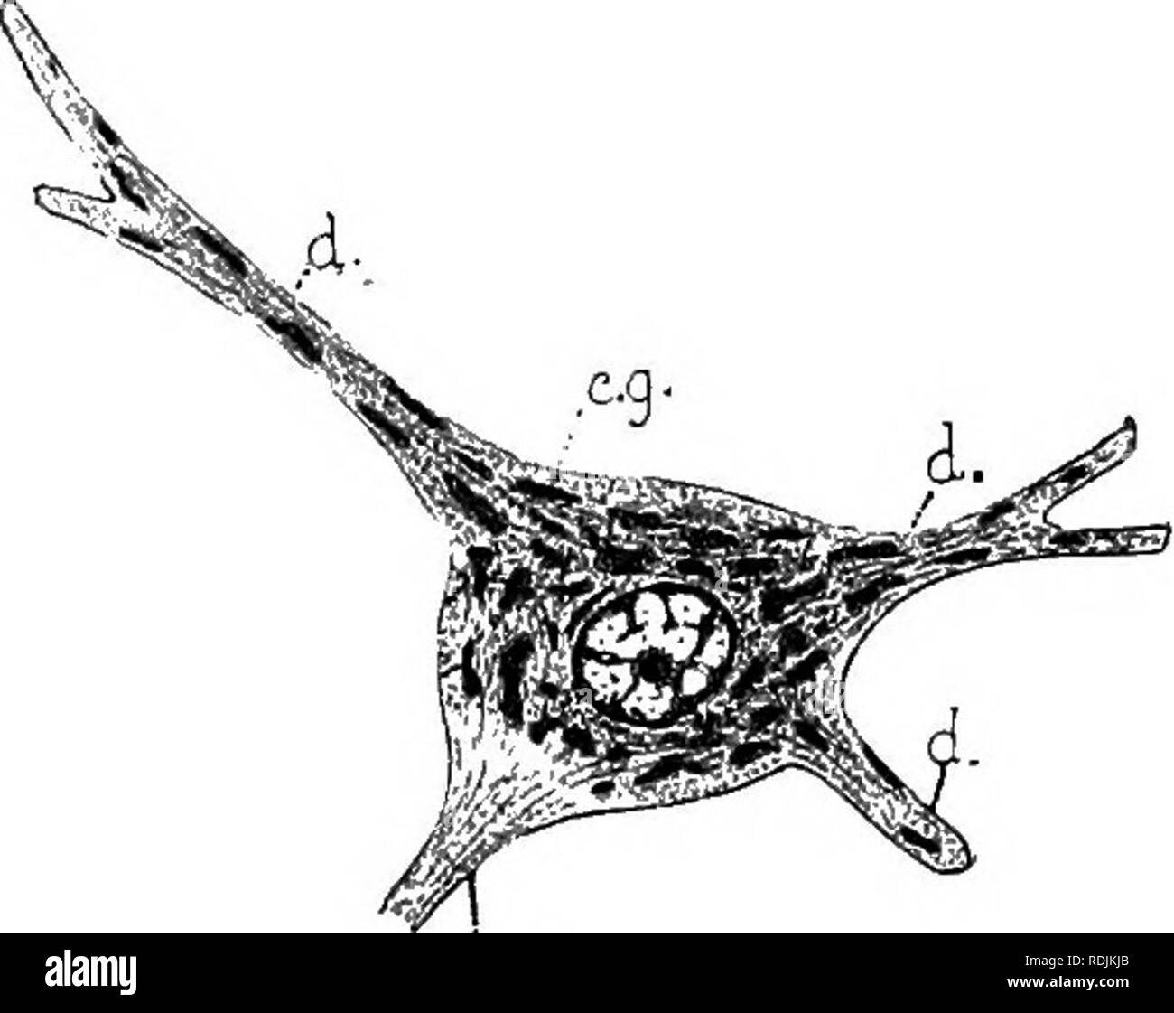 Rabbit Muscles Anatomy Anatomical Charts & Posters