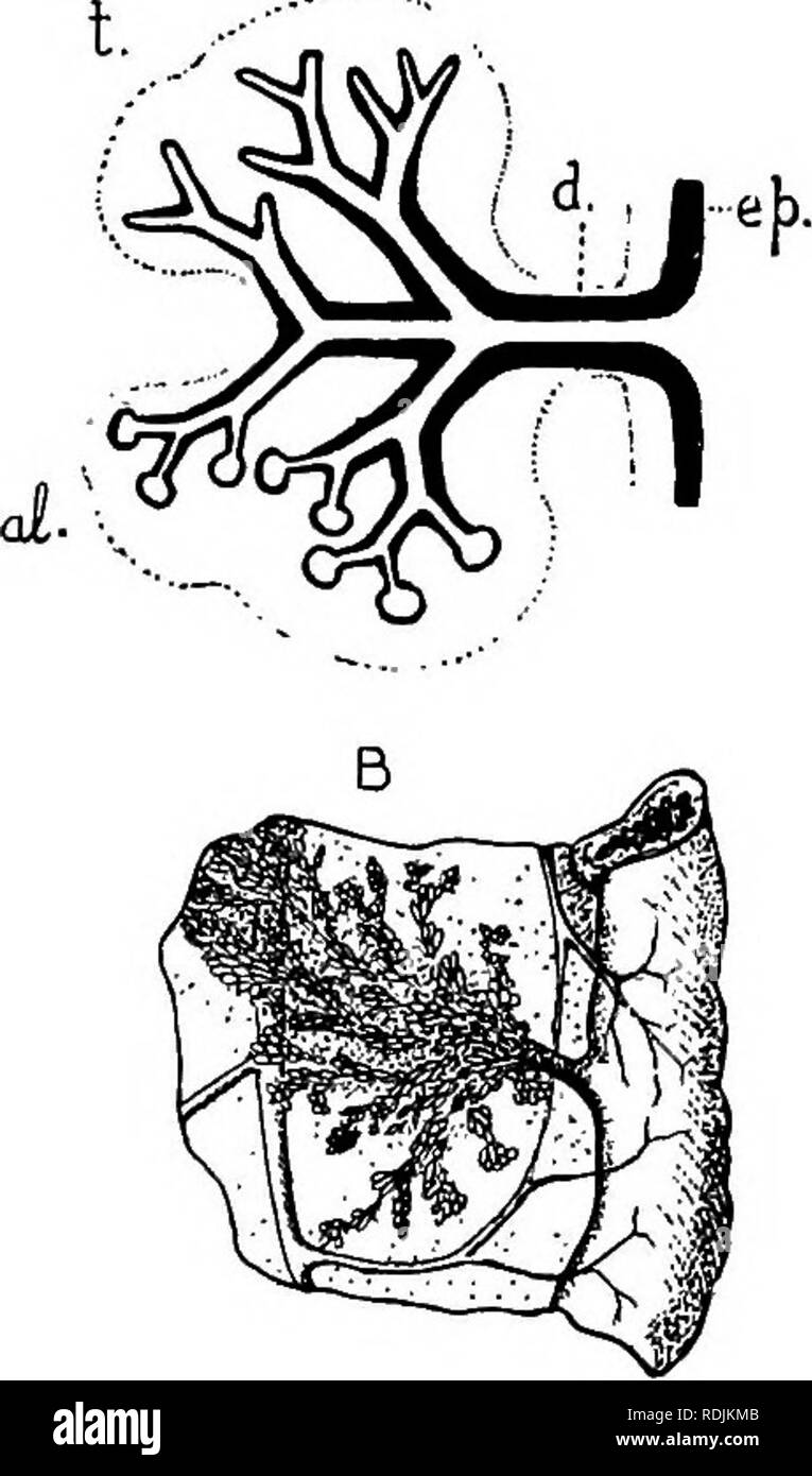 A Rabbit Tissue . Practical anatomy of the rabbit : an elementary laboratory textbook ...
