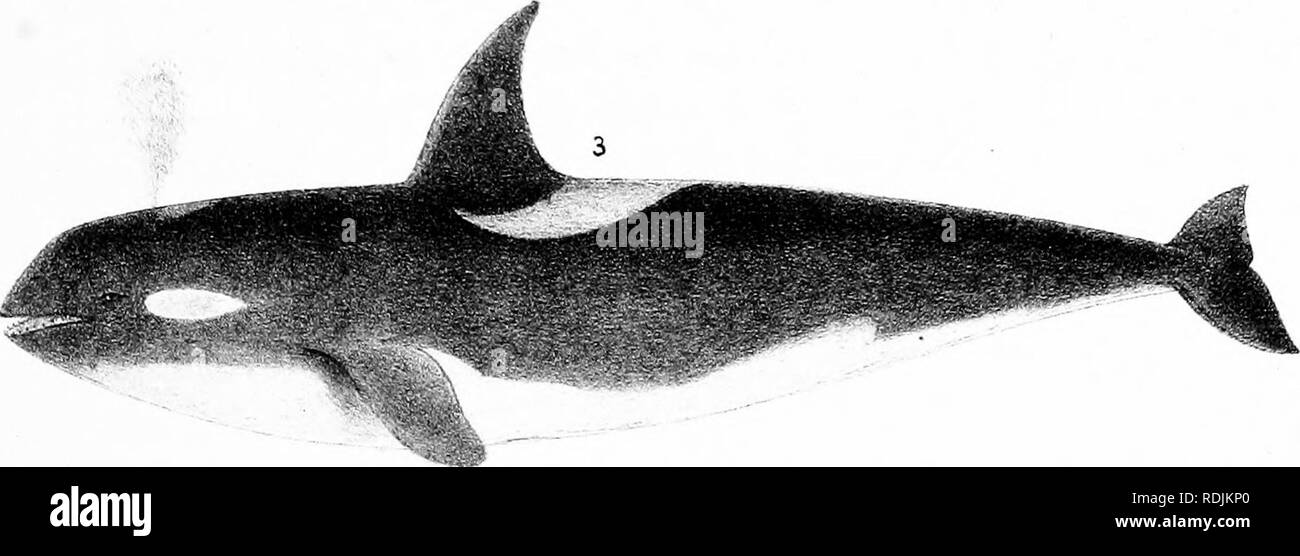 . The marine mammals of the north-western coast of North America, described and illustrated; together with an account of the American whale-fishery. Cetacea; Sealing; Whaling. ^i:r Dfiii.fi!'. '&quot;^Sy C-'''^-&quot;&quot;''â '&quot;'&quot;â¢='â OB.CAS OR KILLl^I^-- 1.0KCARE.T,PmNA,C0PE E, ORCA ATHR , CO P E . 3 O R C A ( ATER , V A R â ). Please note that these images are extracted from scanned page images that may have been digitally enhanced for readability - coloration and appearance of these illustrations may not perfectly resemble the original work.. Scammon, Charles Melville, 1825-1911 Stock Photo