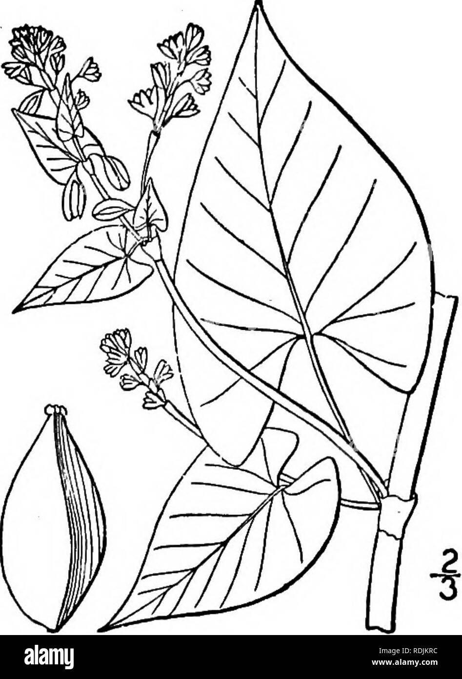 . An illustrated flora of the northern United States, Canada and the British possessions, from Newfoundland to the parallel of the southern boundary of Virginia, and from the Atlantic Ocean westward to the 102d meridian. Botany; Botany. 3. Tiniaria scandens (L.) Small. Climbing False Buckwheat. Fig. 1652. Polygonum scandens L. Sp. PI. 364. 1753. Tiniaria scandens Small, Fl. SE. U. S. 382. 1903. Perennial, glabrous, stem climbing, 2°-20° long, rather stout, striate, branched, rough on the ridges. Leaves ovate, acuminate, cordate at the base, i'-6' long or the upper smaller, the larger long-peti Stock Photo