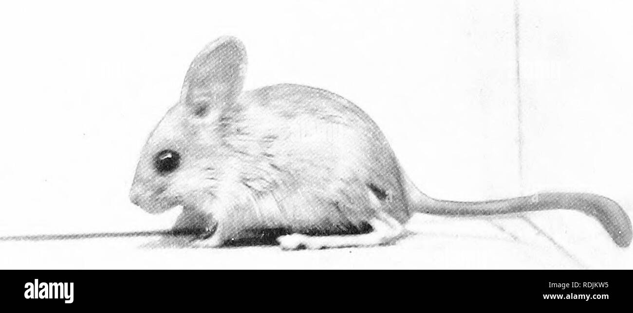 . The book of the animal kingdom. Mammals. Mammals. FIG. 143. DINGO. FIG. 144. AUSTRALIAN DESERT JERBOA RAT. Please note that these images are extracted from scanned page images that may have been digitally enhanced for readability - coloration and appearance of these illustrations may not perfectly resemble the original work.. Westell, William Percival. London, J. M. Dent; New York, E. P. Dutton Stock Photo