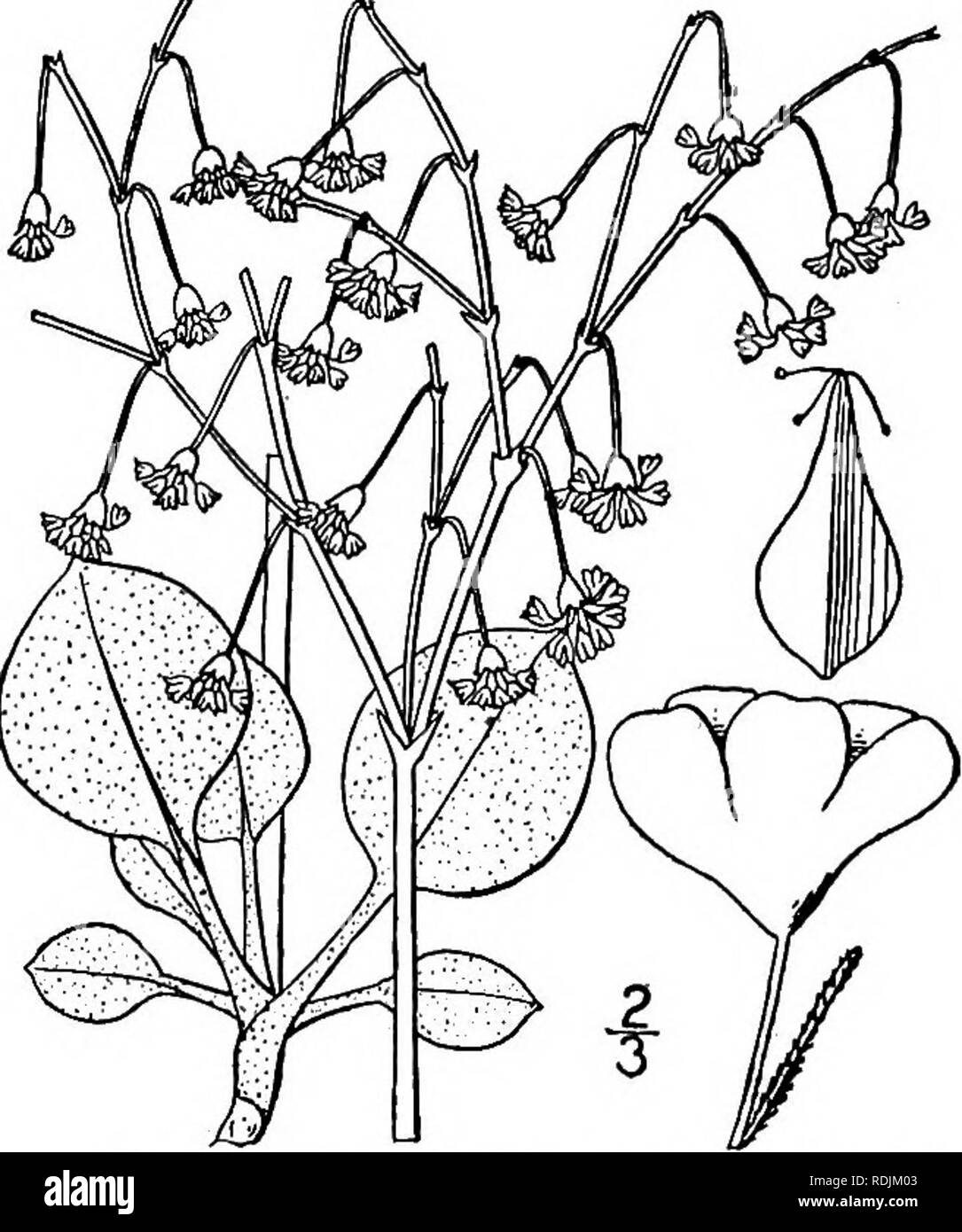. An illustrated flora of the northern United States, Canada and the British possessions, from Newfoundland to the parallel of the southern boundary of Virginia, and from the Atlantic Ocean westward to the 102d meridian. Botany; Botany. 13. Eriogonum effusum Nutt. Effuse Eriogonum. Fig. 1^95. Eriogonum effusum Nutt. Journ. Acad. Phila. (II.) 1: 164. 1848. Eriogonum microthecum effusum T. &amp; G. Proc. Am. Acad. 8: 172. 1870. Perennial, shrubby, 6'-i6' high, white floc- cose-tomentose ; stem stout, diffusely branched. Leaves linear or narrowly oblong, ¥-i¥ long, revolute; peduncles ¥-4' long,  Stock Photo