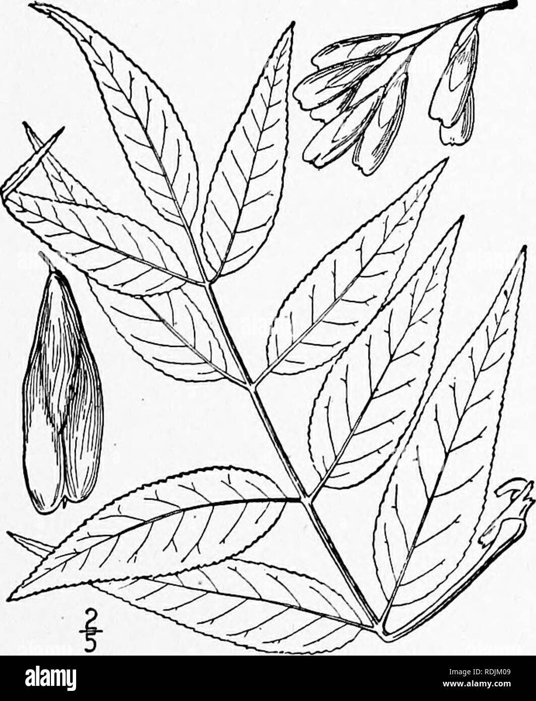 . An illustrated flora of the northern United States, Canada and the British possessions, from Newfoundland to the parallel of the southern boundary of Virginia, and from the Atlantic Ocean westward to the 102d meridian. Botany; Botany. 8. Fraxinus quadrangulata Michx. Blue Ash. Fig. 3321. Fraxinus quadrangulata Michx. Fl. Bor. Am. 2 : ^55- 1803. A large forest tree, sometimes becoming 110° high, the trunk reaching 3° in diameter, the twigs 4-sided, the foliage glabrous, or sparingly pubescent when young. Leaflets 7-11, ovate, oblong or lanceolate, acuminate at the apex, rounded or narrowed at Stock Photo