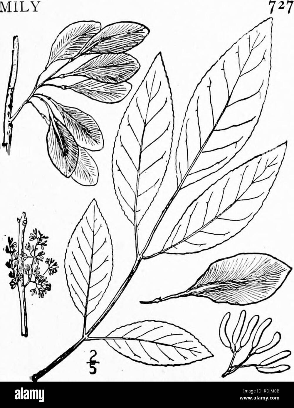 . An illustrated flora of the northern United States, Canada and the British possessions, from Newfoundland to the parallel of the southern boundary of Virginia, and from the Atlantic Ocean westward to the 102d meridian. Botany; Botany. Genus 2. OLIVE FAMILY 7. Fraxinus caroliniana Mill. Water or Carolina Ash. Fig. 3320. F, caroliniana Mill. Diet. Ed. 8, no. 6. 1768. F, platycarpa Michx. Fl. Bor. Am. 2 ; 256. 1803. A small tree, rarely over 40° high, the trunk reaching about 1° in diameter, with terete twigs and glabrous or slightly pubescent foliage. Leaflets 5-7 (rarely 9), ovate, ovate- lan Stock Photo