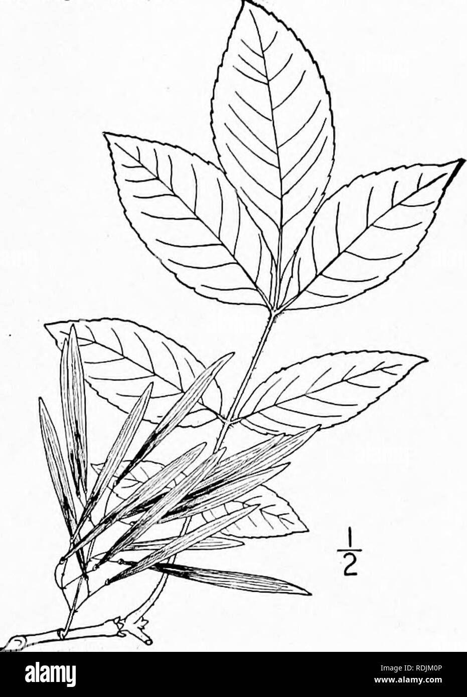 . An illustrated flora of the northern United States, Canada and the British possessions, from Newfoundland to the parallel of the southern boundary of Virginia, and from the Atlantic Ocean westward to the 102d meridian. Botany; Botany. 2. Fraxinus biltmoreana Beadle. Bilt- more Ash. Fig. 3315. F. biltmoreana Beadle, Bot. Gaz. 25 : 358, 1898. Similar to Fraxinus americana, becoming at least 60° high, but the young twigs, petioles and leaf-rachis densely pubescent or tomentose. Leaflets 7-9, stalked, ovate to oblong-lanceo- late, entire-margined, or obscurely dentate, dark green and somewhat sh Stock Photo