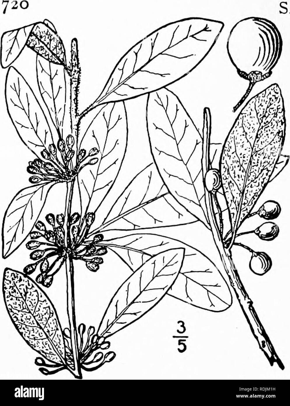 . An illustrated flora of the northern United States, Canada and the British possessions, from Newfoundland to the parallel of the southern boundary of Virginia, and from the Atlantic Ocean westward to the 102d meridian. Botany; Botany. SAPOTACEAE. Vol. II. 2. Bumelia lanuginosa (Michx.) Pers. Woolly Buckthorn. Fig. 3306. Sideroxylon lanuguiosum Michx FI. Bor. Am. i : 122. 1803. Bumelia lanuginosa Pers. Syn. i: 237. 1805. A shrub or tree, sometimes reaching a height of 60° and a trunk diameter of 3°, the twigs usually spiny. Leaves persistent, rather coriaceous, gla- brous above, densely tomen Stock Photo