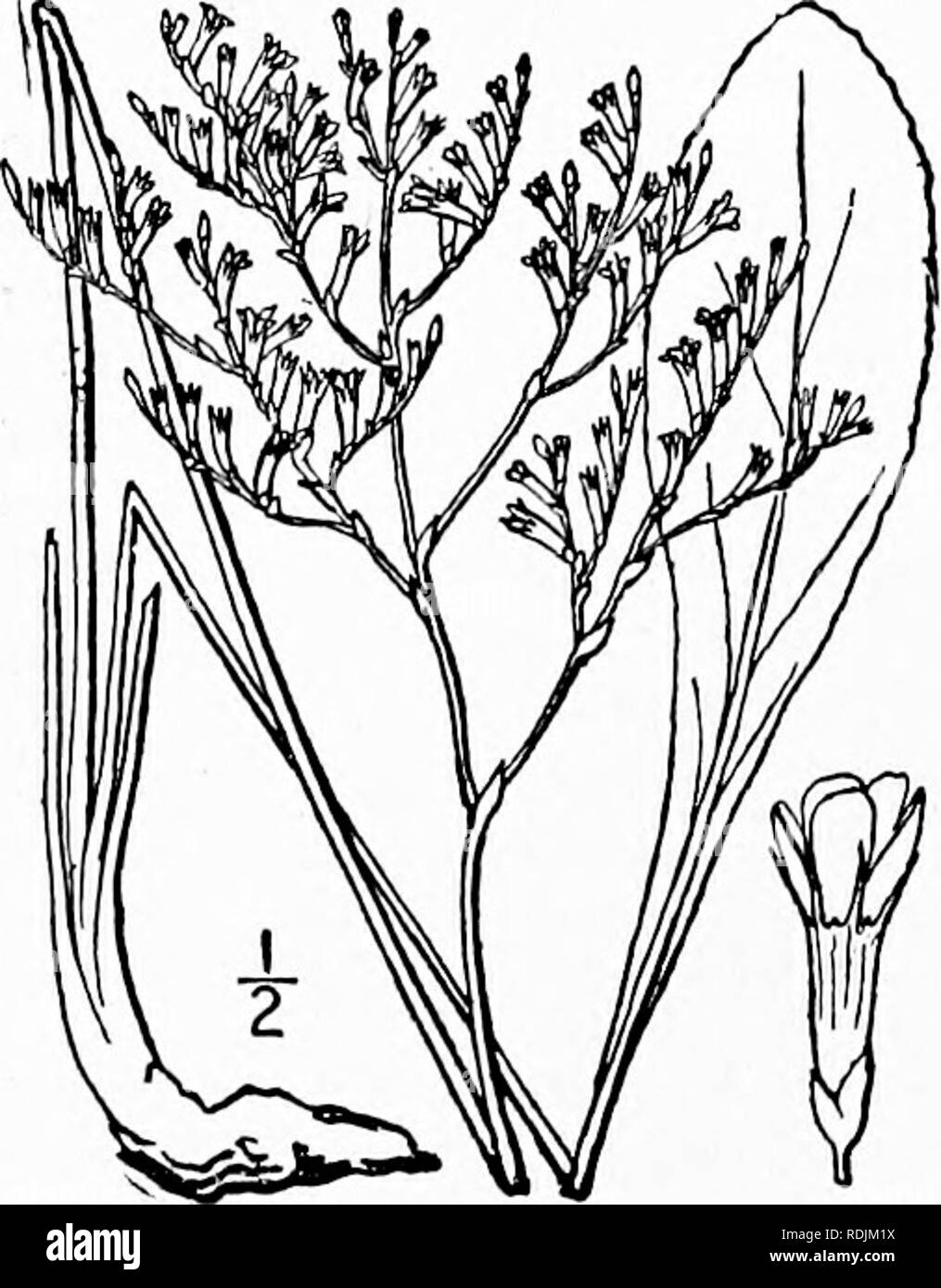 . An illustrated flora of the northern United States, Canada and the British possessions, from Newfoundland to the parallel of the southern boundary of Virginia, and from the Atlantic Ocean westward to the 102d meridian. Botany; Botany. 7i8 PLUMBAGINACEAE. Vol. II. calyx, rarely a dehiscent capsule. Seed solitary; testa membranous; endosperm mealy, or none; embryo straight; cotyledons entire. About 10 genera and 350 species, of wide geographic distribution, mostly in saline situations. Inflorescence cymose-paniculate ; flowers in one-sided spikes. i. Limonium. Flowers in a dense terminal head, Stock Photo