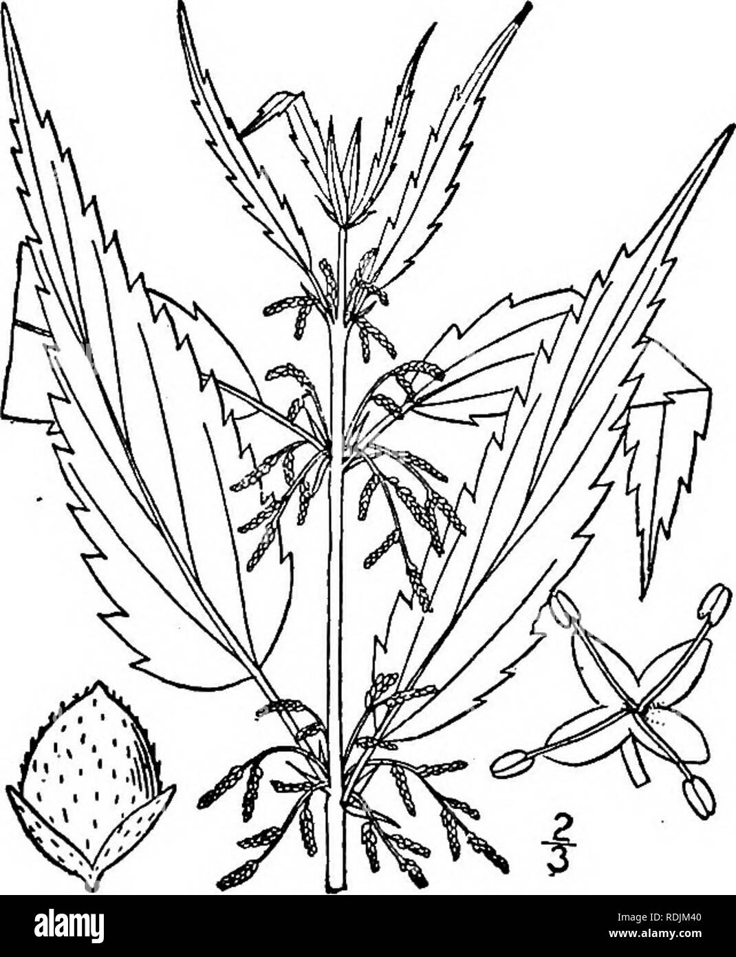 . An illustrated flora of the northern United States, Canada and the British possessions, from Newfoundland to the parallel of the southern boundary of Virginia, and from the Atlantic Ocean westward to the 102d meridian. Botany; Botany. Genus i. NETTLE FAMILY. 635 i. Urtica dioica L. Stinging or Great Nettle. Fig. 1556. Urtica dioica L. Sp. PI. 984. 1753. Perennial, densely beset with stinging hairs, stem rather stout, 2°-4° tall, puberulent above. Leaves thin, ovate, long-petioled, acute or acuminate at the apex, cordate at the base, sharply or incisely serrate with triangular or lanceolate a Stock Photo