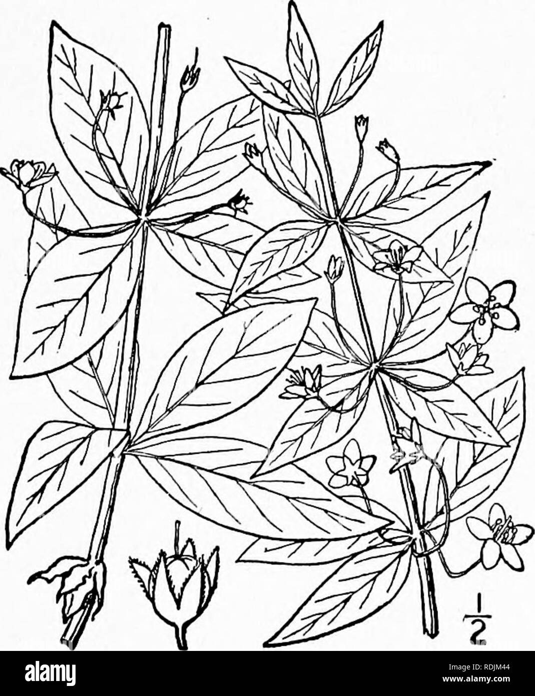 . An illustrated flora of the northern United States, Canada and the British possessions, from Newfoundland to the parallel of the southern boundary of Virginia, and from the Atlantic Ocean westward to the 102d meridian. Botany; Botany. 2. Lysimachia punctata L. Spotted Loosestrife. Fig. 3288. Lysimachia punctata L. Sp. PI. 147. 1753. Resembles the precedmg species, usually densely pubescent, sometimes glabrate; stem simple or branched, 2°-3° high. Leaves verti- cillate in 3's or 4's or some of them opposite, oval or ovate-lanceolate, acute or obtuse at the apex, rounded or narrowed at the bas Stock Photo