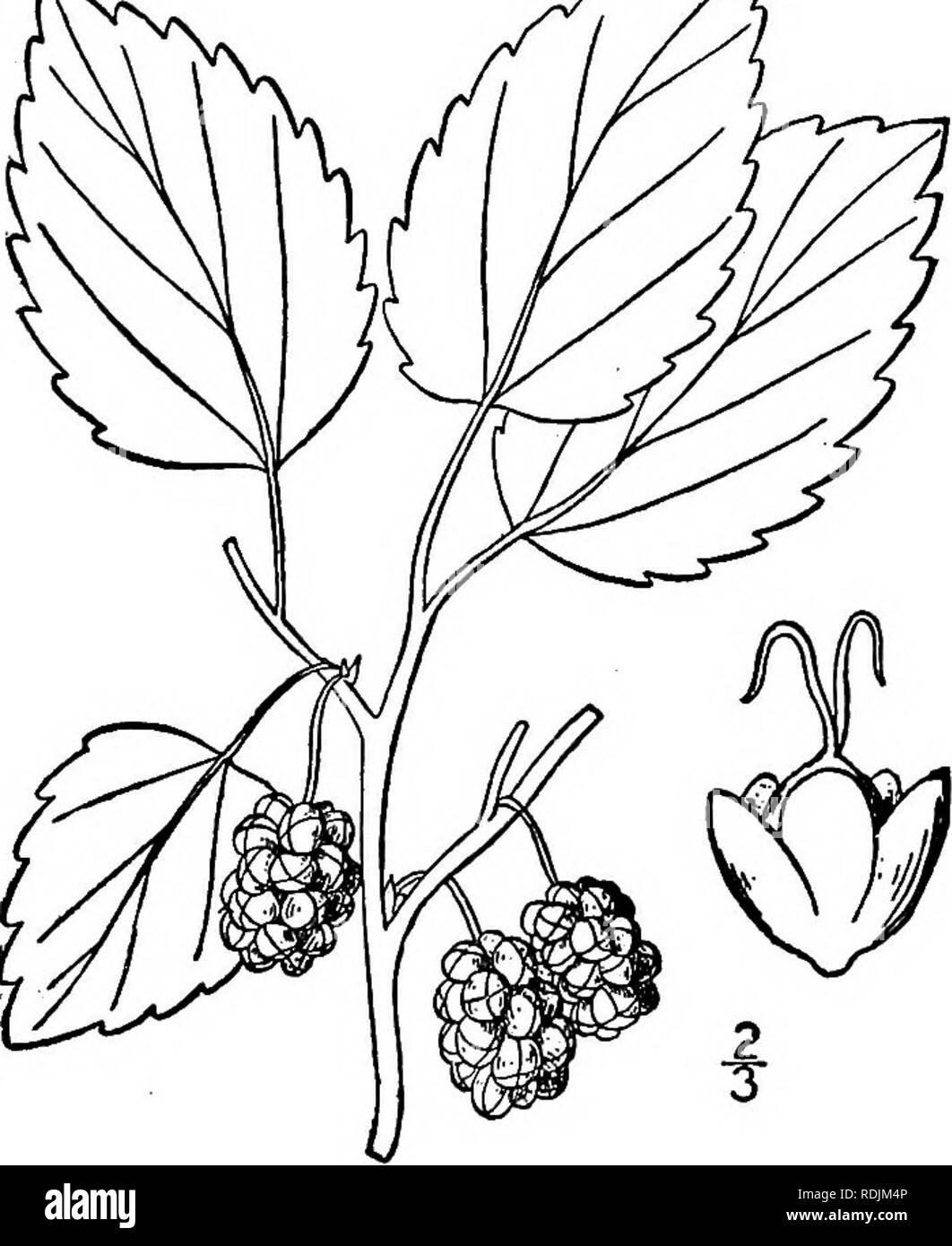 Download 600 Koleksi Gambar Flora Moras Macraura Paling Bagus HD