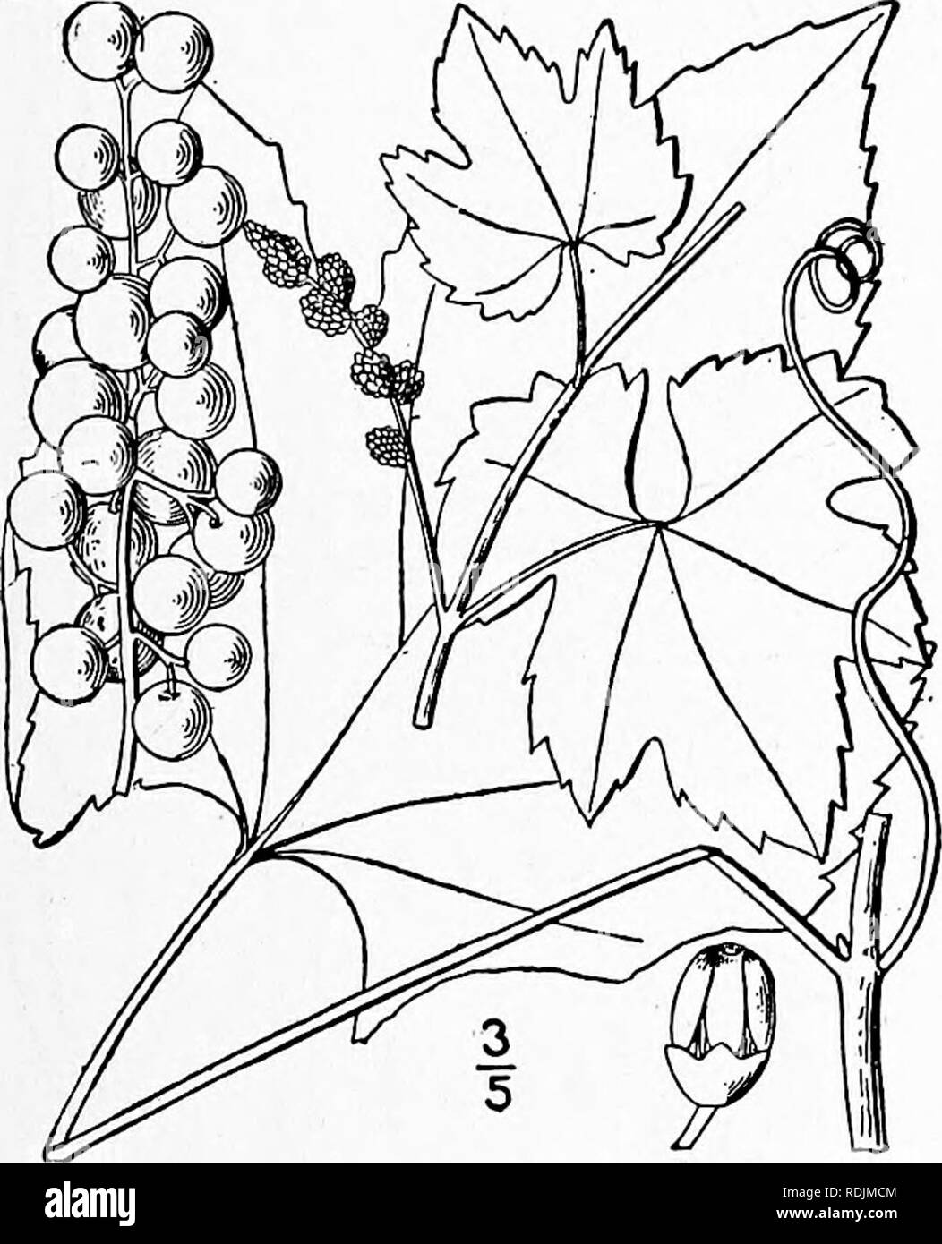 . An illustrated flora of the northern United States, Canada and the British possessions, from Newfoundland to the parallel of the southern boundary of Virginia, and from the Atlantic Ocean westward to the 102d meridian. Botany; Botany. Genus i. GRAPE FAMILY 3. Vitis cinerea Engelm. Fig. 2832. Vitis aestivalis var. canescens Engelm. Am. Nat. 2: 321, name only. 1868. Vitis aestivalis var. cinerea Engelm.; A. Gray, Man. Ed. 5, 679. 1867. V. cinerea Engelm. Bushb. Cat. Ed. 3, 17. 1883. Climbing, branches angled, young shoots and petioles mostly tloccose-pubescent; bark loose; pith interrupted; te Stock Photo