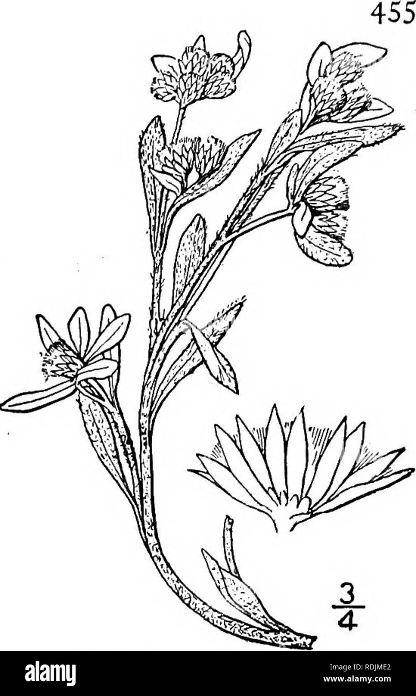 . An illustrated flora of the northern United States, Canada and the British possessions, from Newfoundland to the parallel of the southern boundary of Virginia, and from the Atlantic Ocean westward to the 102d meridian. Botany; Botany. Genus 45. THISTLE FAMILY. 4. Gnaphalium palustre Nutt. Western Marsh Cudweed. Fig. 4409. Gnaphalium palustre Nutt. Trans. Am. Phil. Soc. (II) 7: 403. 1841. Annual; diffusely branched from the base, densely but loosely floccose-woolly all over, 2'-8' high. Leaves sessile, oblong, linear-oblong, or the lower spatulate, obtuse or acutish, 6&quot;-i2&quot; long, il Stock Photo