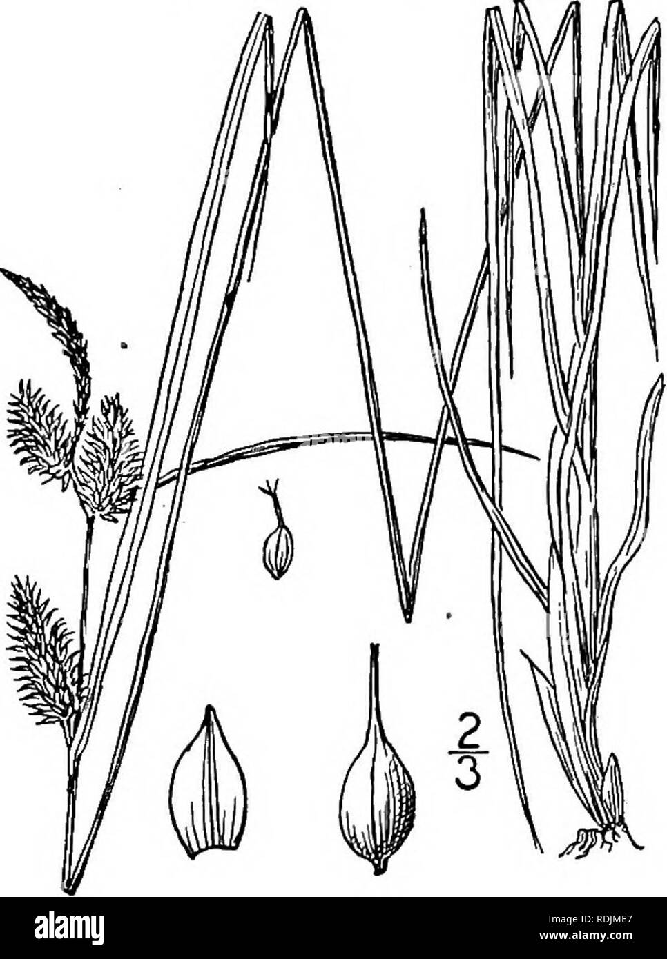 . An illustrated flora of the northern United States, Canada and the British possessions, from Newfoundland to the parallel of the southern boundary of Virginia, and from the Atlantic Ocean westward to the 102d meridian. Botany; Botany. 43° CYPERACEAE. Vol. I.. 209. Carex lepidocarpa Tausch. Small Yellow Sedge. Fig. 1076. Carex lepidocarpa Tausch, Flora 129. 1834. &quot; Carex flava var. rectirostra Gaudin; &quot; Fernald, Rho- dora 8 : 201. 1906. C. flava var. graminis Bailey, Mem. Torr. Club 1: 30. 1889. C. flava var. elatior Schlecht. Fl. Berol. 1: 477. 1823. Glabrous, yellow-green, culms s Stock Photo