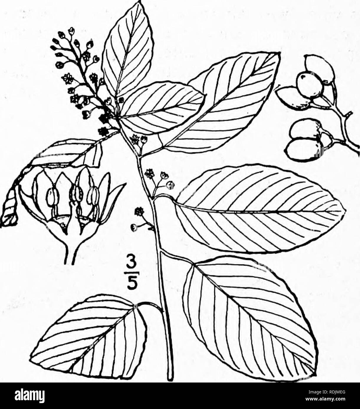 High climbing shrub Black and White Stock Photos & Images - Alamy