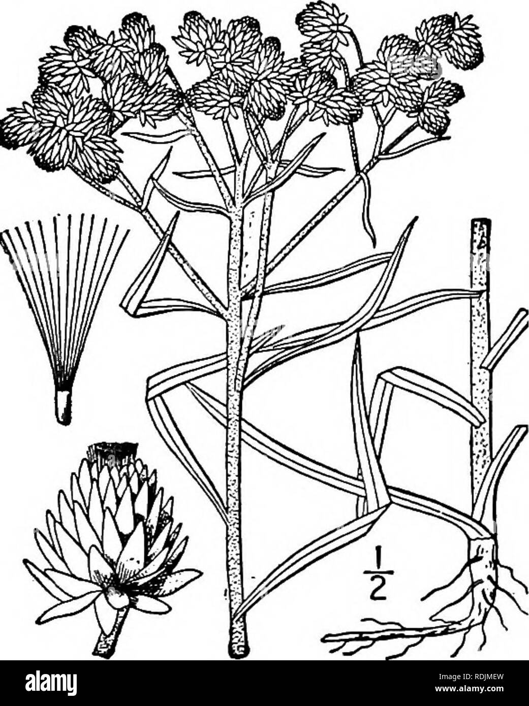 . An illustrated flora of the northern United States, Canada and the British possessions, from Newfoundland to the parallel of the southern boundary of Virginia, and from the Atlantic Ocean westward to the 102d meridian. Botany; Botany. 12. Antennaria dimorpha (Nutt.) T. &amp; G. Low Everlasting. Fig. 4404. Gnaphalium dimorphum Nutt. Trans. Am. Phil. Soc. (II) 7: 405. 1841. A. dimorpha T. &amp; G. Fl. N. A. 2: 431. 1843. Tufted from a thick woody often branched cau- dex, i'-i¥ high. Leaves all in a basal cluster, spatu- late, white-canescent or tomentose on both sides, obtuse or acutish, Y-l'  Stock Photo