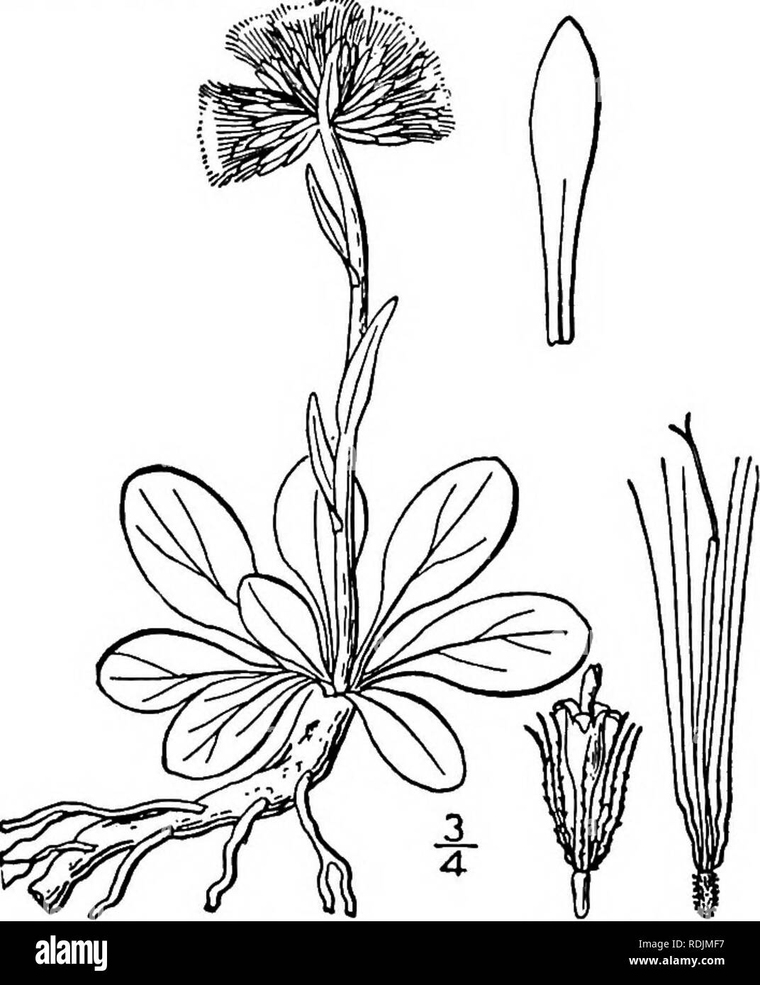 . An illustrated flora of the northern United States, Canada and the British possessions, from Newfoundland to the parallel of the southern boundary of Virginia, and from the Atlantic Ocean westward to the 102d meridian. Botany; Botany. I ^n. Antennaria neglecta Greene. foot. Fig. 4403. Field Cat's- Antennaria neglecta Greene, Pittonia 3: 173. 1897. An ennaria petaloidea Fernald, Rhodora 1: 73. 1899. A. neglecta simplex Peck, Bull. N. Y. State Mus. 67: Bot. 6: 33- 1903. Stoloniferotrs7 the stolons long and slender, bear- ing small leaves, except at the ends, where they are normally developed.  Stock Photo