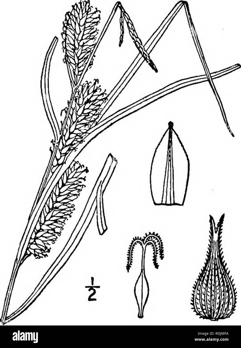 . An illustrated flora of the northern United States, Canada and the British possessions, from Newfoundland to the parallel of the southern boundary of Virginia, and from the Atlantic Ocean westward to the 102d meridian. Botany; Botany. 42S CYPERACEAE. Vol. I. 203. Carex trichocarpa Muhl. Hairy-fruited Sedge. Fig. 1070. Carex trichocarpa Muhl.; Willd. Sp. PI. 4: 302. 1805. Carex trichocarpa var. turbinata Dewey, Am. Journ. Sci. 11: 159. 1826. Carex laeviconica Dewey, Am. Journ. Sci. 24: 47. 1857. Carex trichocarpa var. imberbis A. Gray, Man. Ed. 5, 597. 1867. Carex trichocarpa var. Deweyi Bail Stock Photo