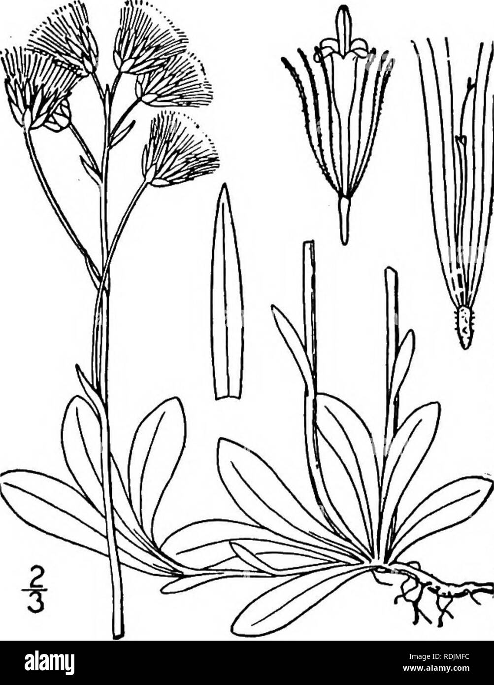 . An illustrated flora of the northern United States, Canada and the British possessions, from Newfoundland to the parallel of the southern boundary of Virginia, and from the Atlantic Ocean westward to the 102d meridian. Botany; Botany. 9. Antennaria aprica Greene. Rocky Moun- tain Cudweed. Fig. 4401. Antennaria aprica Greene, Pittonia 3: 282. 1898. Floccose-woolly or canescent, surculose, forming broad patches; flowering stems 2'-i2' high. Basal leaves spatulate or obovate, obtuse, narrowed into short petioles, white-canescent on both sides, 4&quot;-is&quot; long, i&quot;-4&quot; wide; stem-l Stock Photo