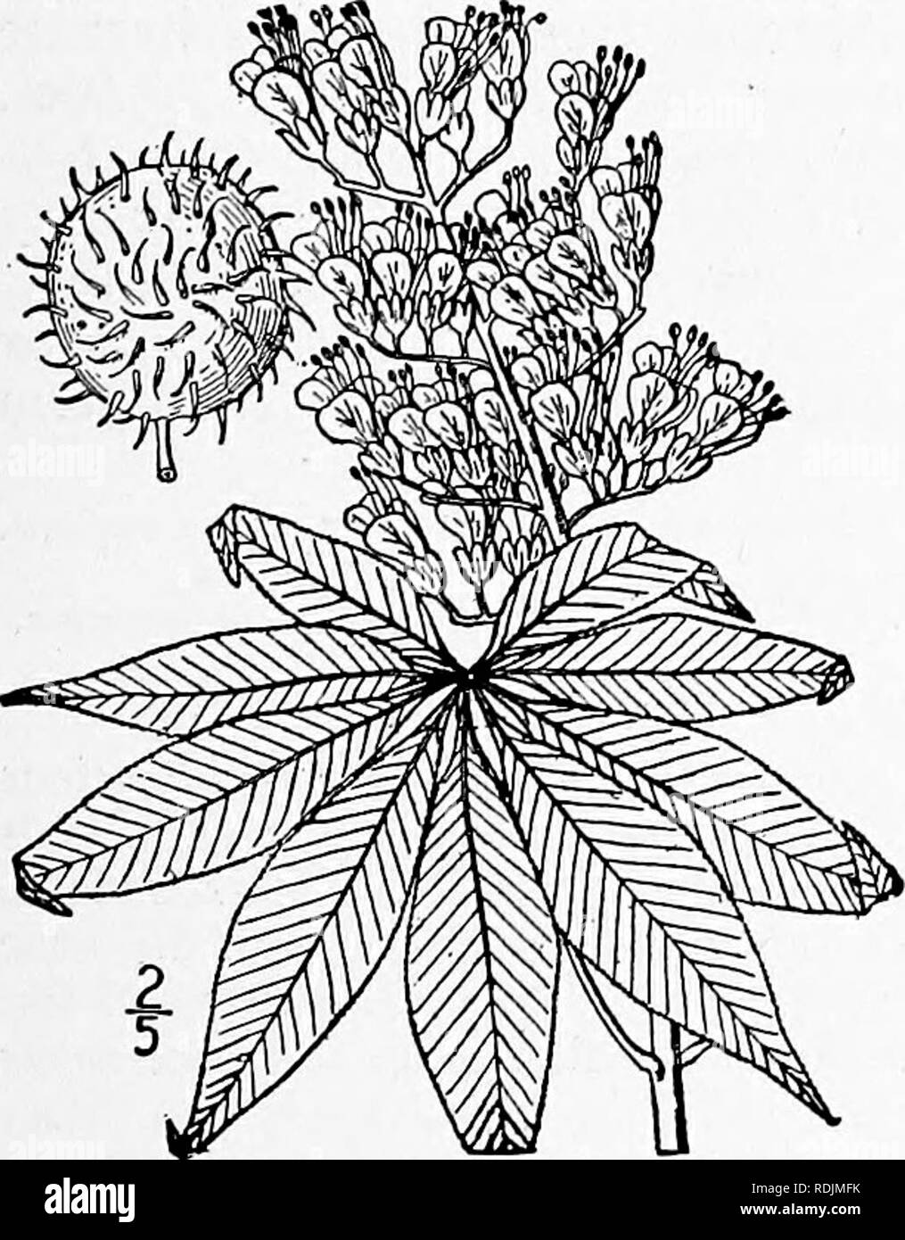 . An illustrated flora of the northern United States, Canada and the British possessions, from Newfoundland to the parallel of the southern boundary of Virginia, and from the Atlantic Ocean westward to the 102d meridian. Botany; Botany. Genus i. BUCKEYE FAMILY. 499 2. Aesculus glabra Willd. Fetid Buckeye Ohio Buckeye. Fig. 2816. Aesculus glabra Willd. Enum. 405. 1809. A tree, with maximum height of about 75° and trunk diameter of 2°, the bark rough and fetid. Leaves long-petioled; leaflets S, rarely 7, 3-6' long, oval, oblong or lanceolate, acuminate, narrowed at the base, glabrous or slightly Stock Photo