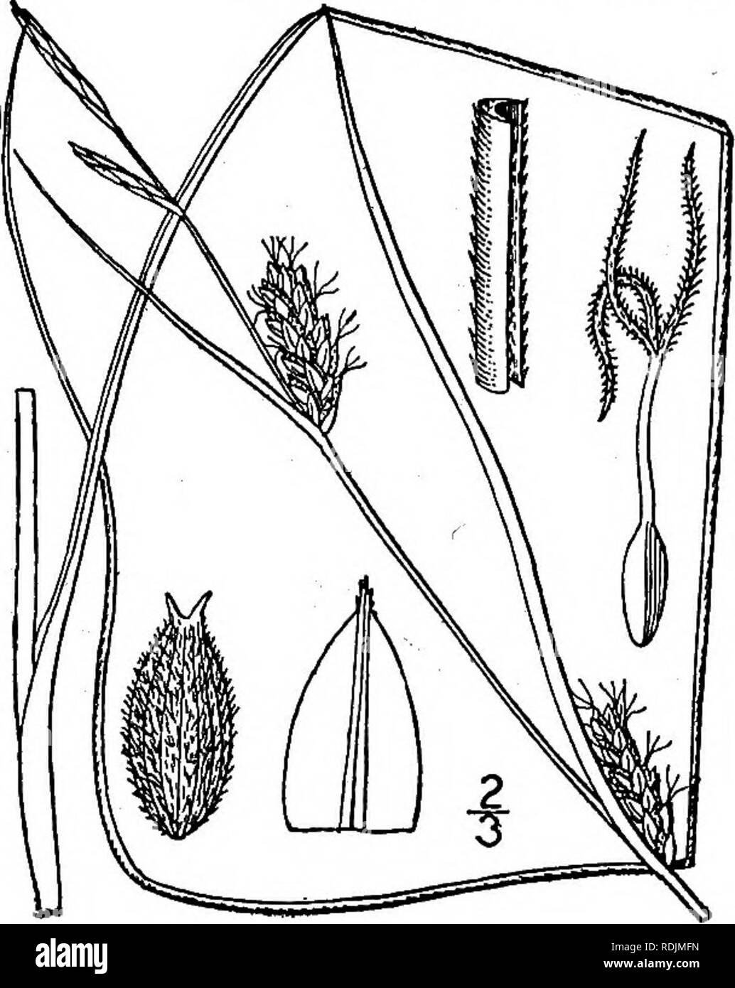 . An illustrated flora of the northern United States, Canada and the British possessions, from Newfoundland to the parallel of the southern boundary of Virginia, and from the Atlantic Ocean westward to the 102d meridian. Botany; Botany. 201. Carex lasiocarpa Ehrh. Slender Sedge. Fig. 1068.. C. lasiocarpa Ehrh. in Hannov. Magaz. 9: 132. 1784. C. filiformis Good, Trans. Linn. Soc. 2 : 172. 1794. Not L. Culms slender but stiff, smooth, obtusely angled, 2°-3° tall, strongly reddened and filamentose at base. Leaves very narrow and attenuate, prolonged, invo- lute, 1&quot; wide or less, rough on the Stock Photo